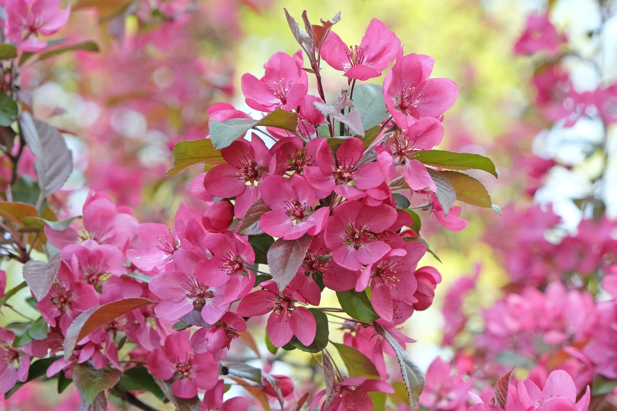 Malus 'Indian Magic'
