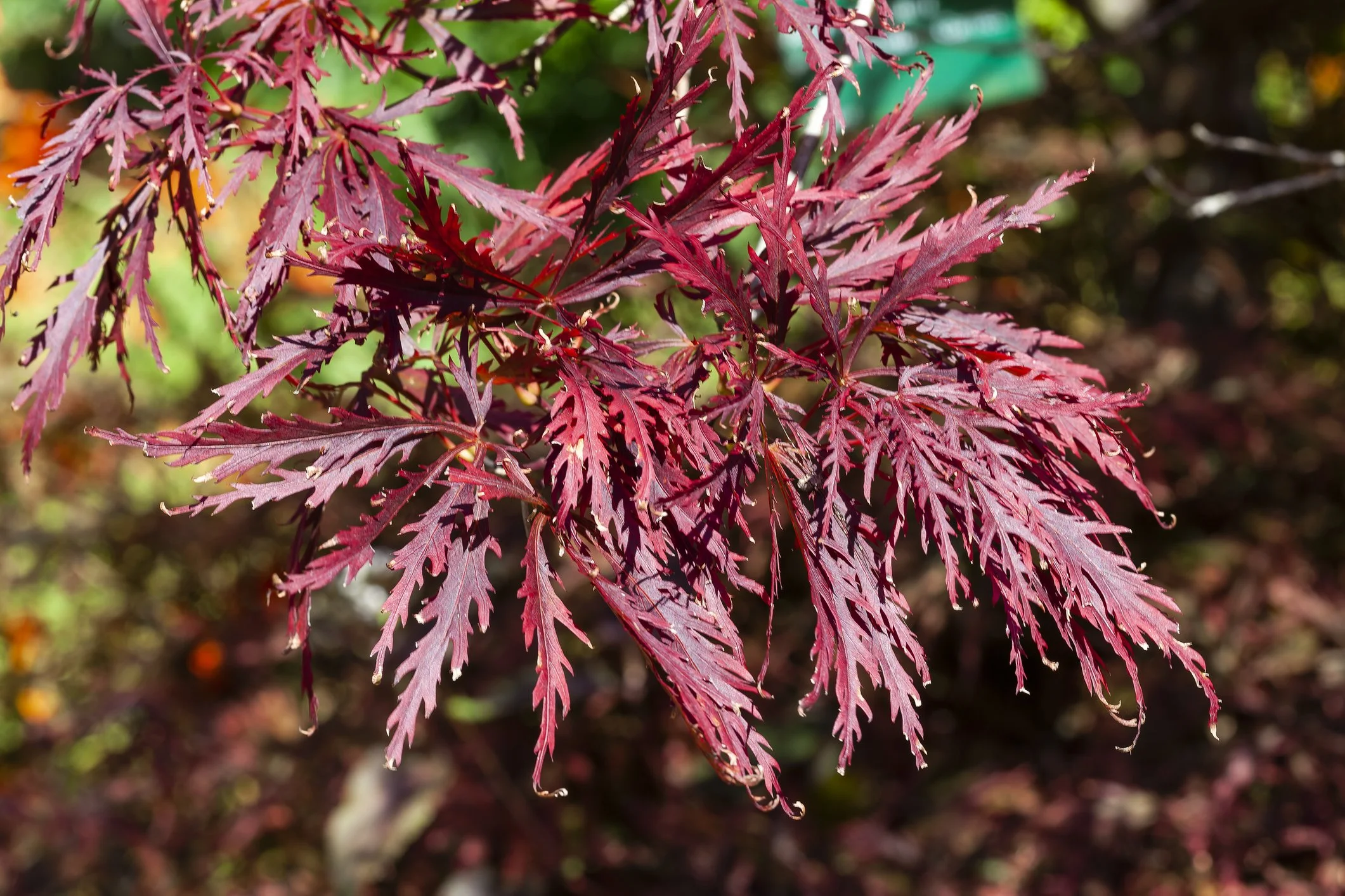Acer palmatum 'Garnet' 