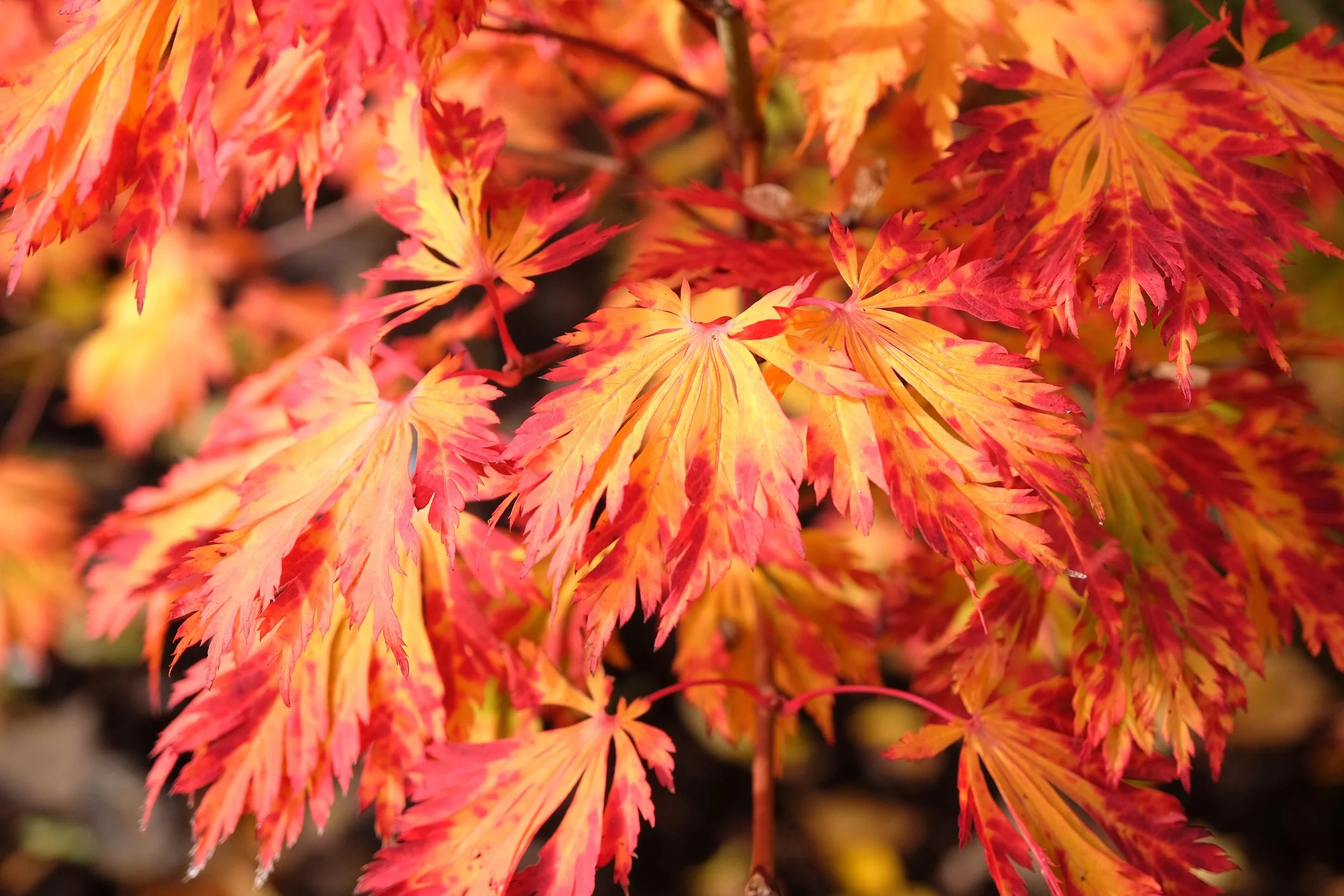 Acer japonicum 'Aconitifolium'