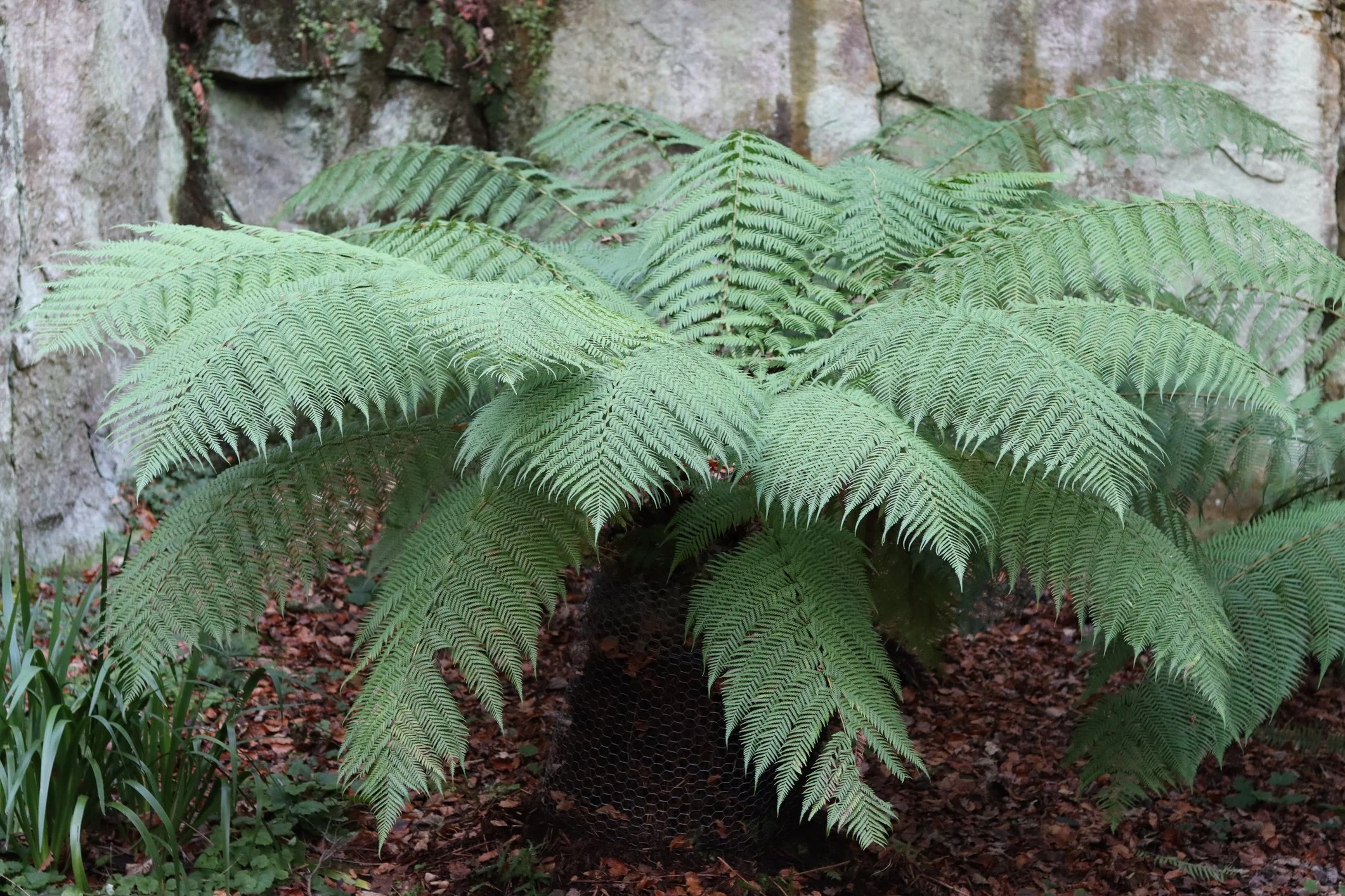 Dicksonia antarctica