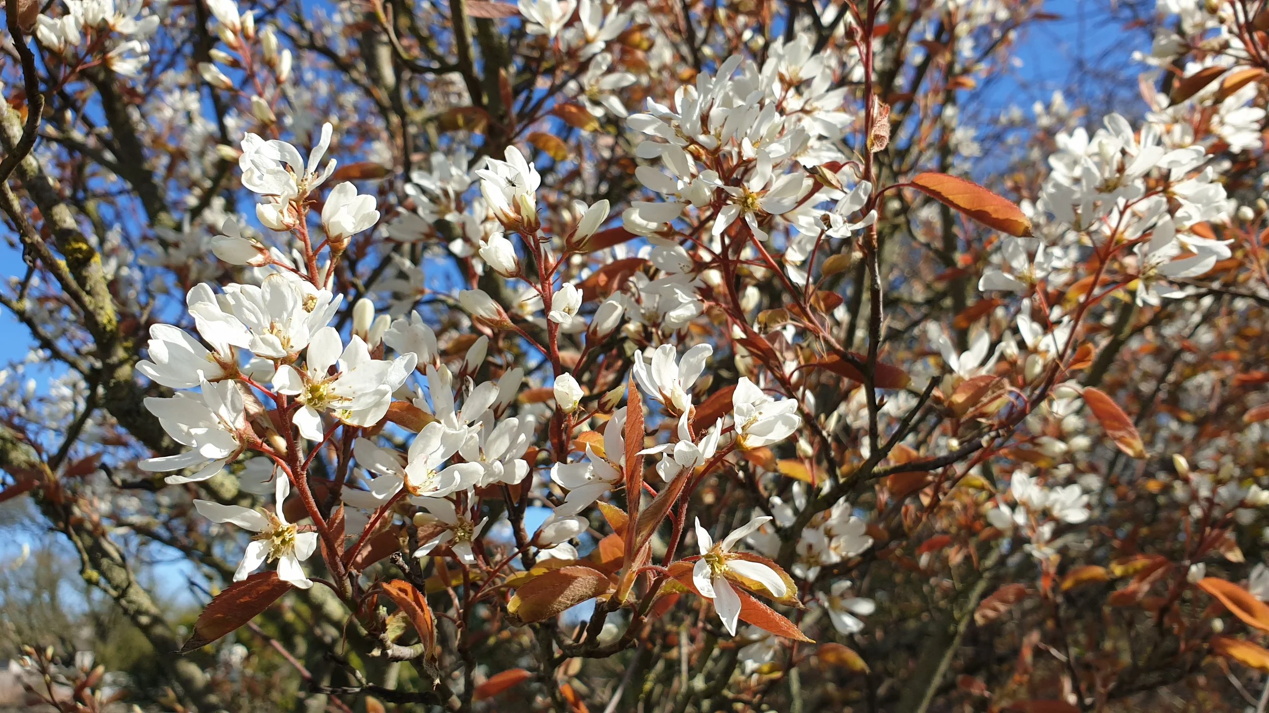 Amelanchier × grandiflora 'Robin Hill'