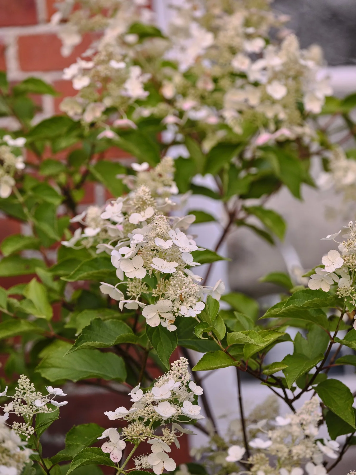 Hydrangea quercifolia 'Pee Wee'
