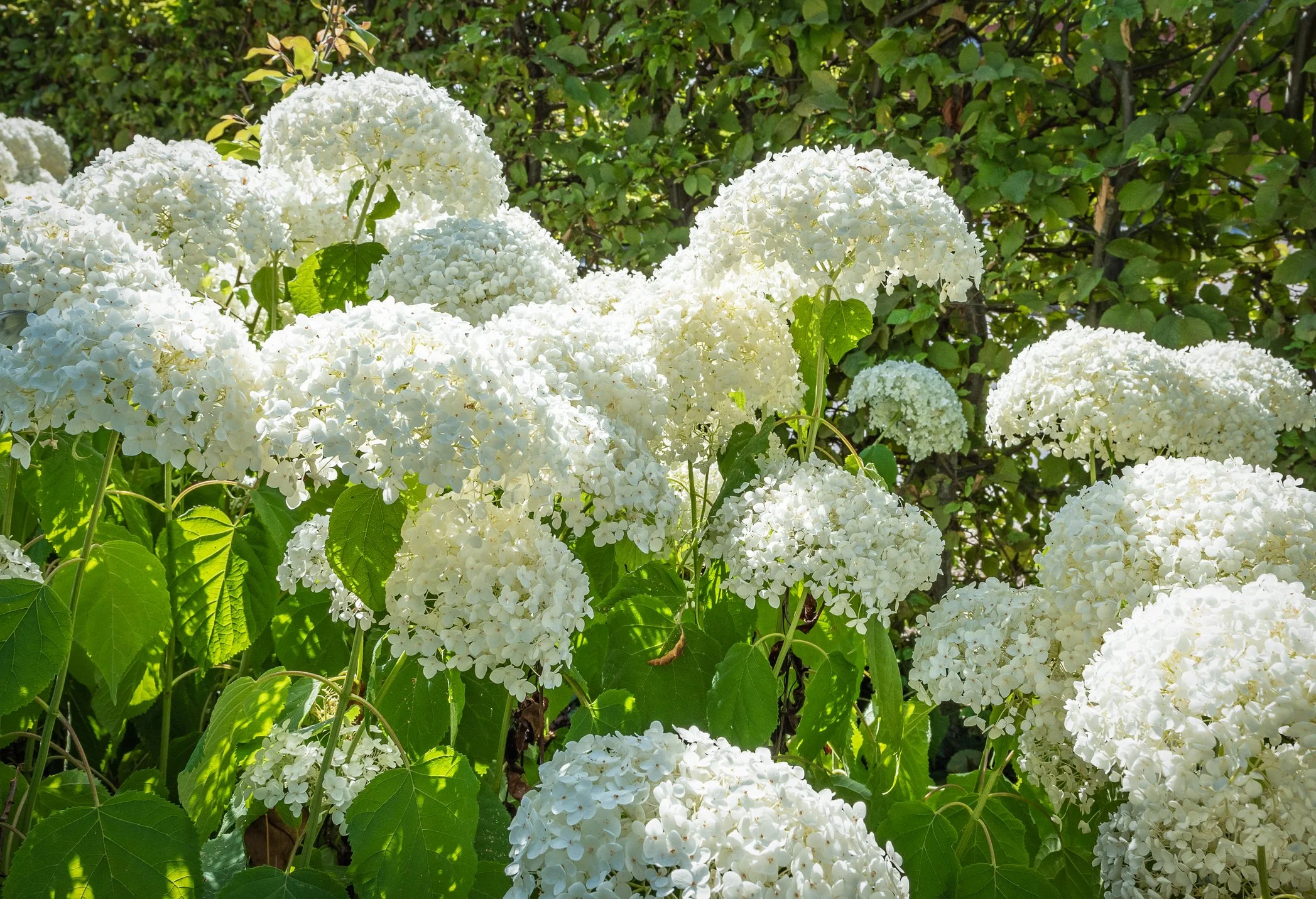 Hydrangea arborescens Strong Annabelle ('Abetwo')