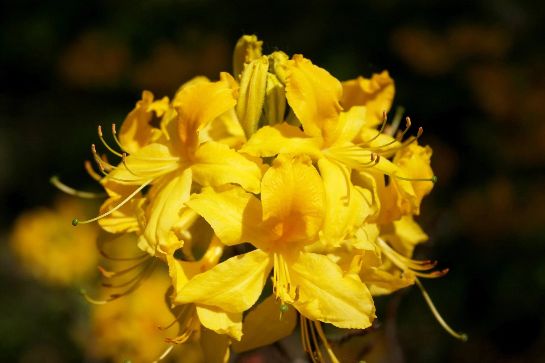 Azalea mollis 'Parfumollis Yellow'