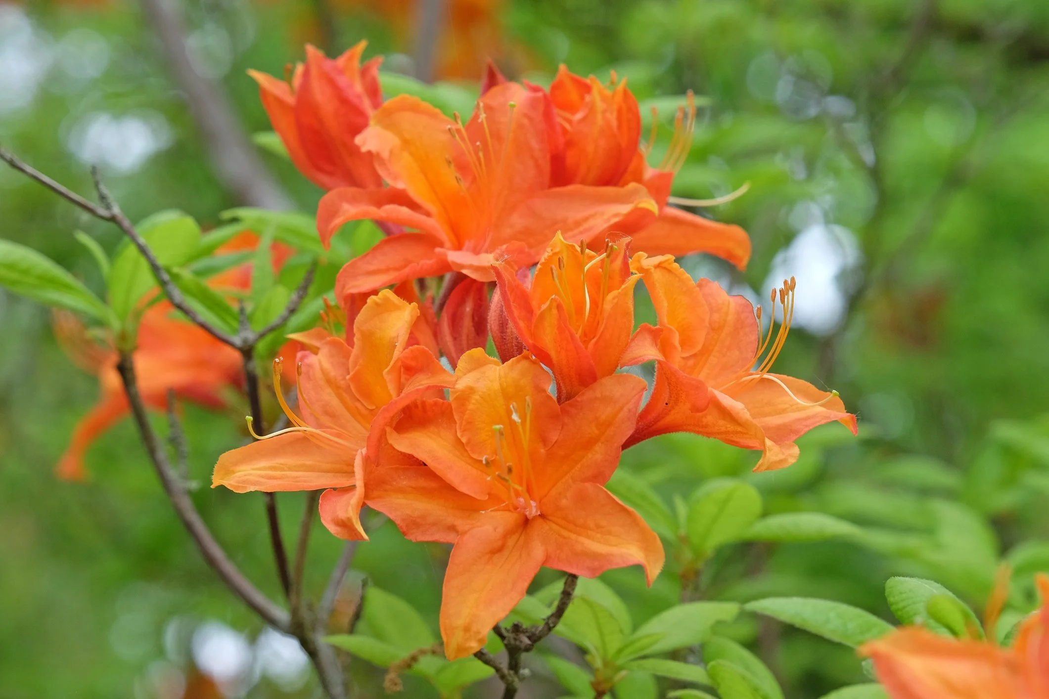 Rhododendron 'Golden Eagle'