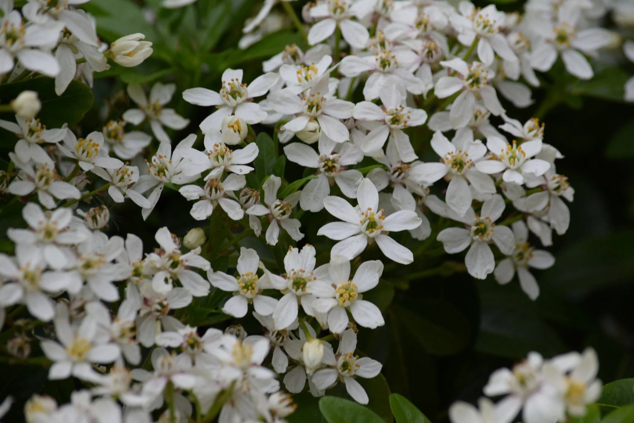 Choisya × dewitteana ‘White Dazzler’