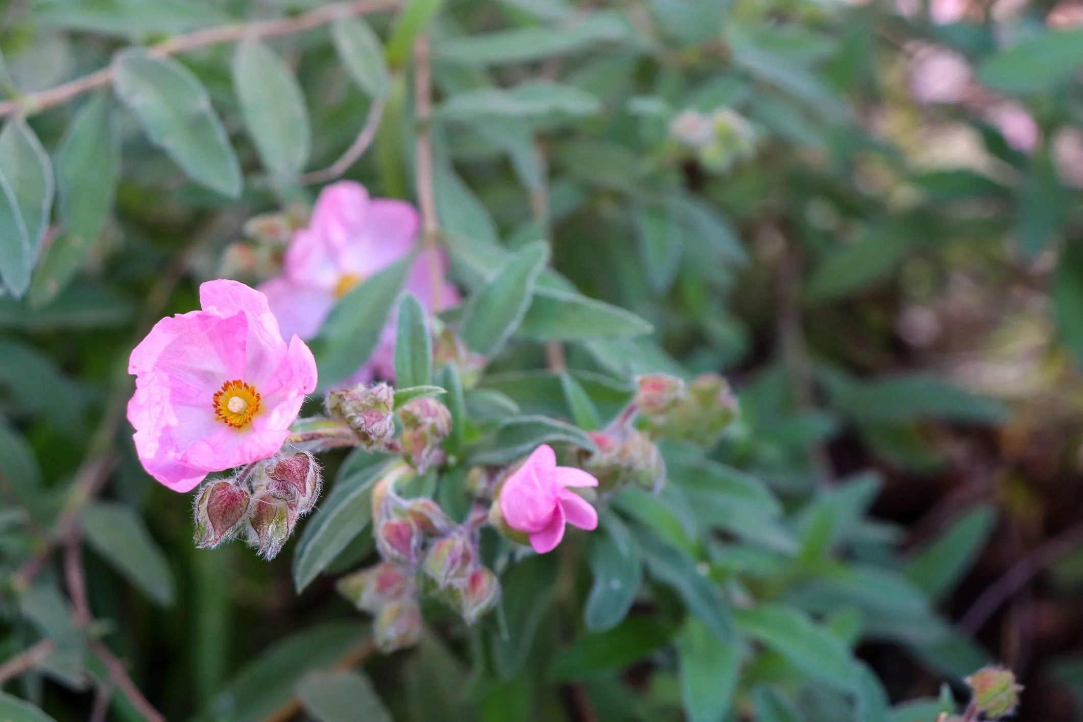 Cistus × argenteus 'Silver Pink'