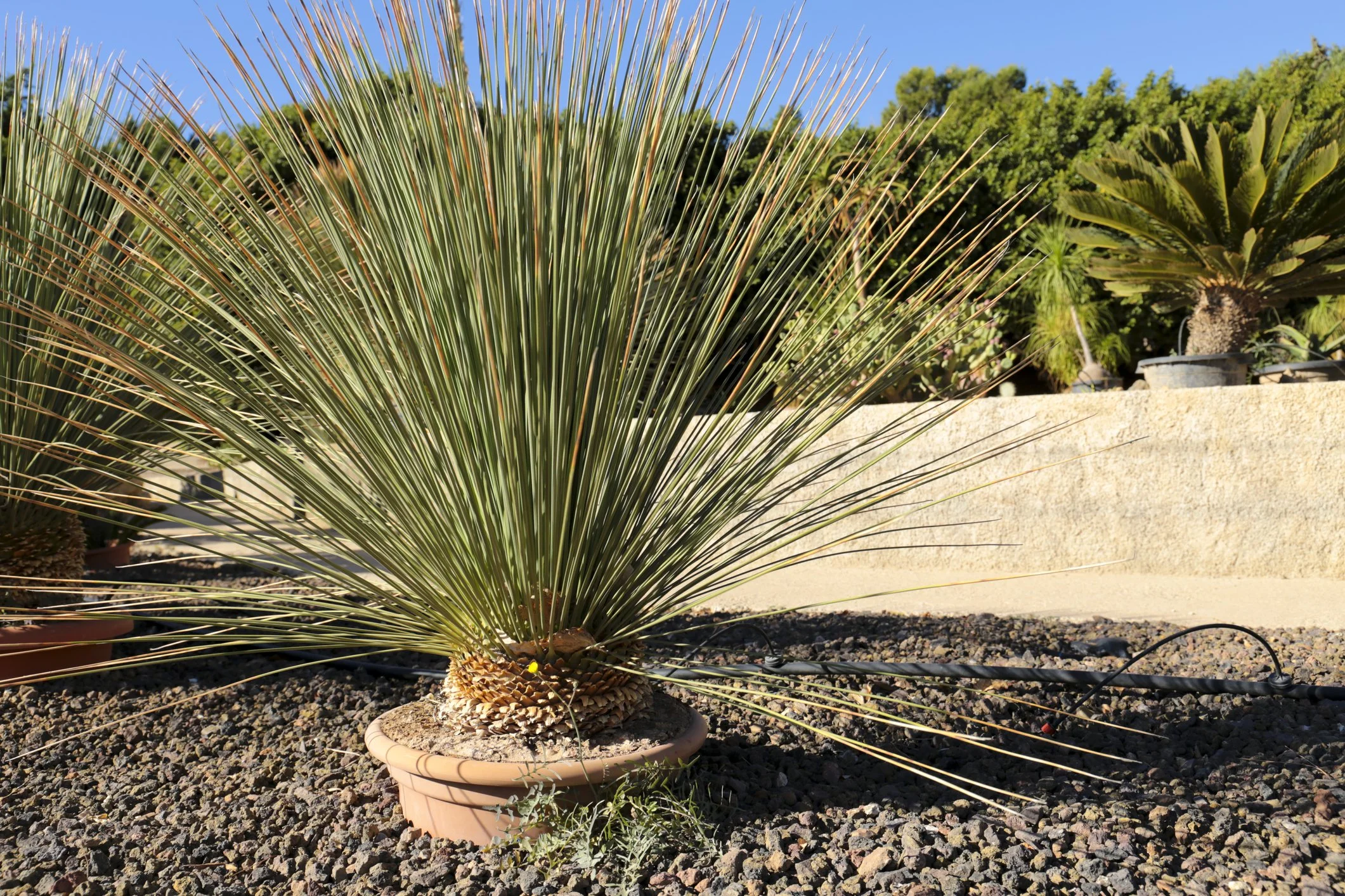 Dasylirion acrotrichum