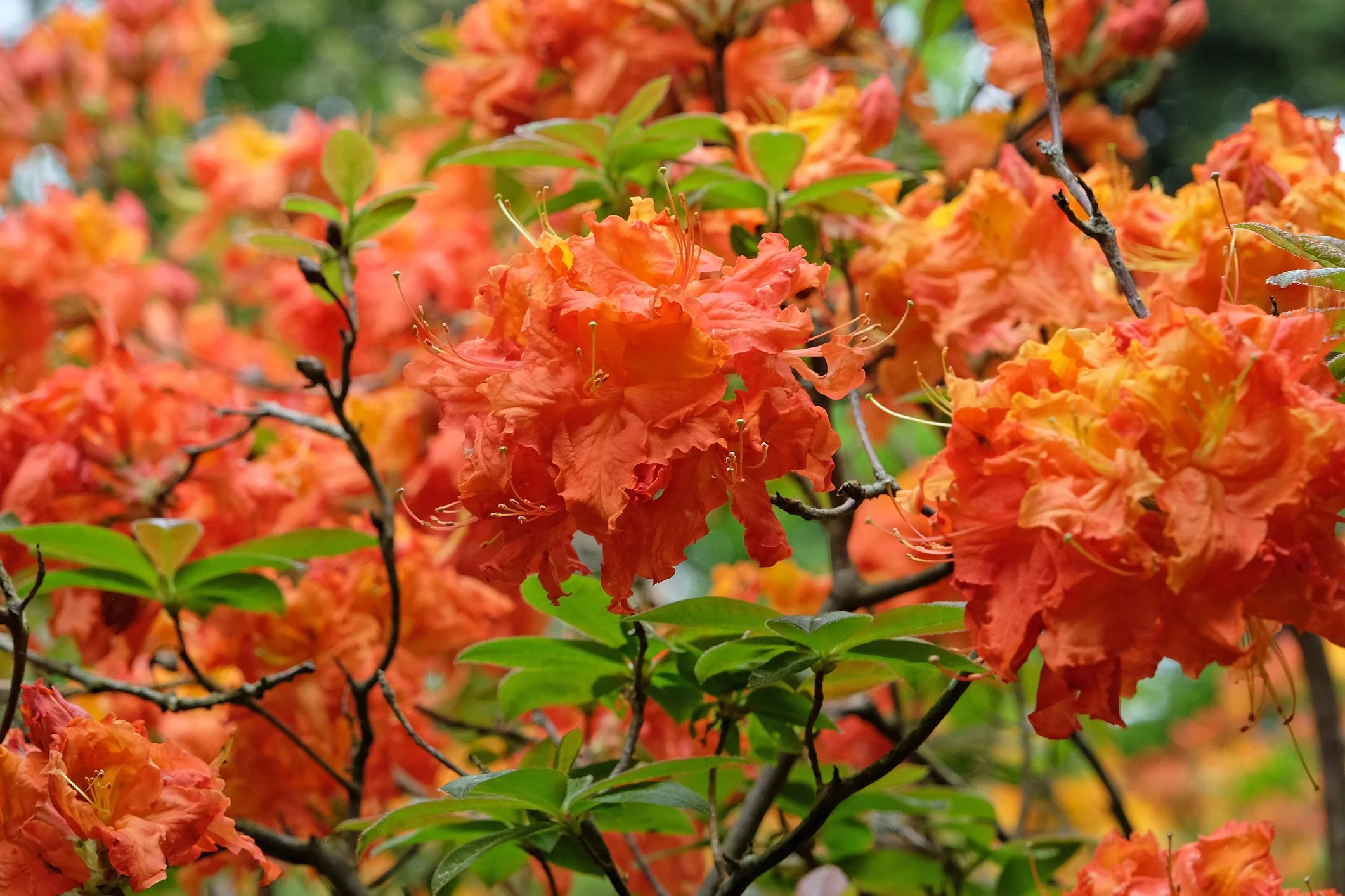 Azalea ‘Gibraltar’