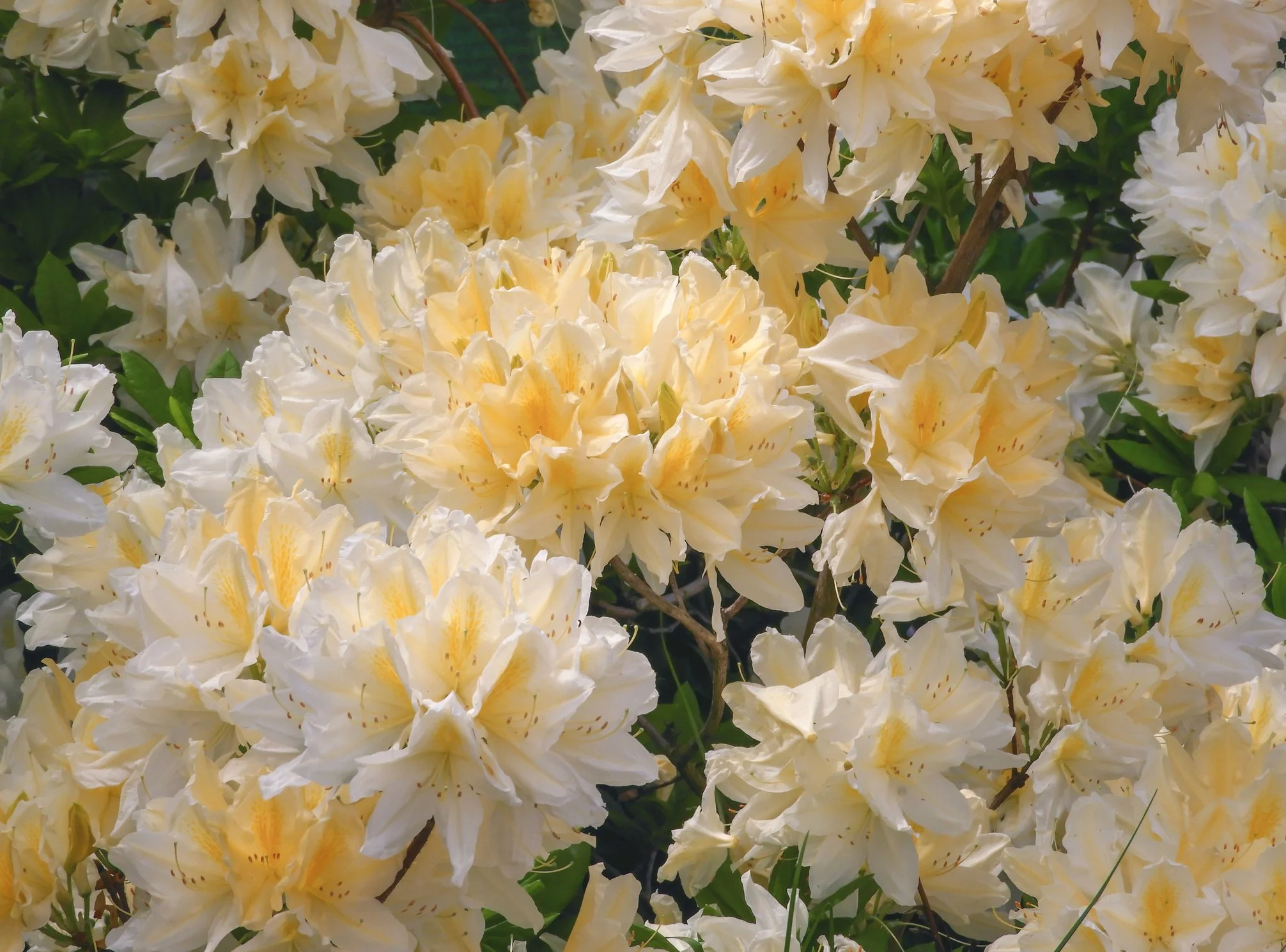 Azalea 'Cream Crest' 