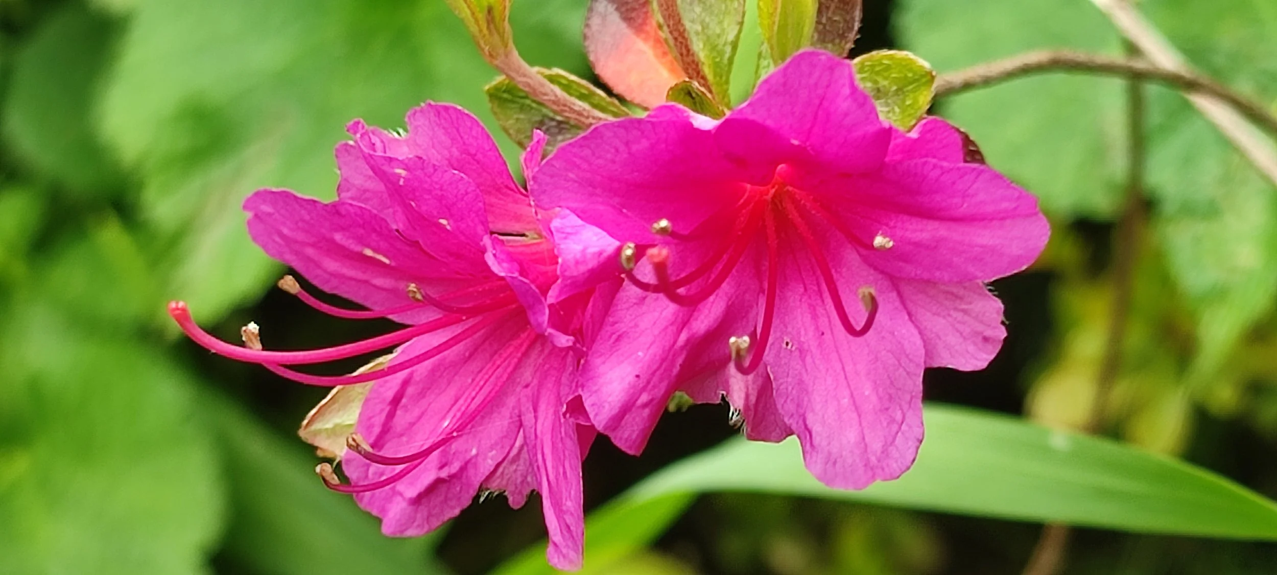 Azalea 'Benny Gery'