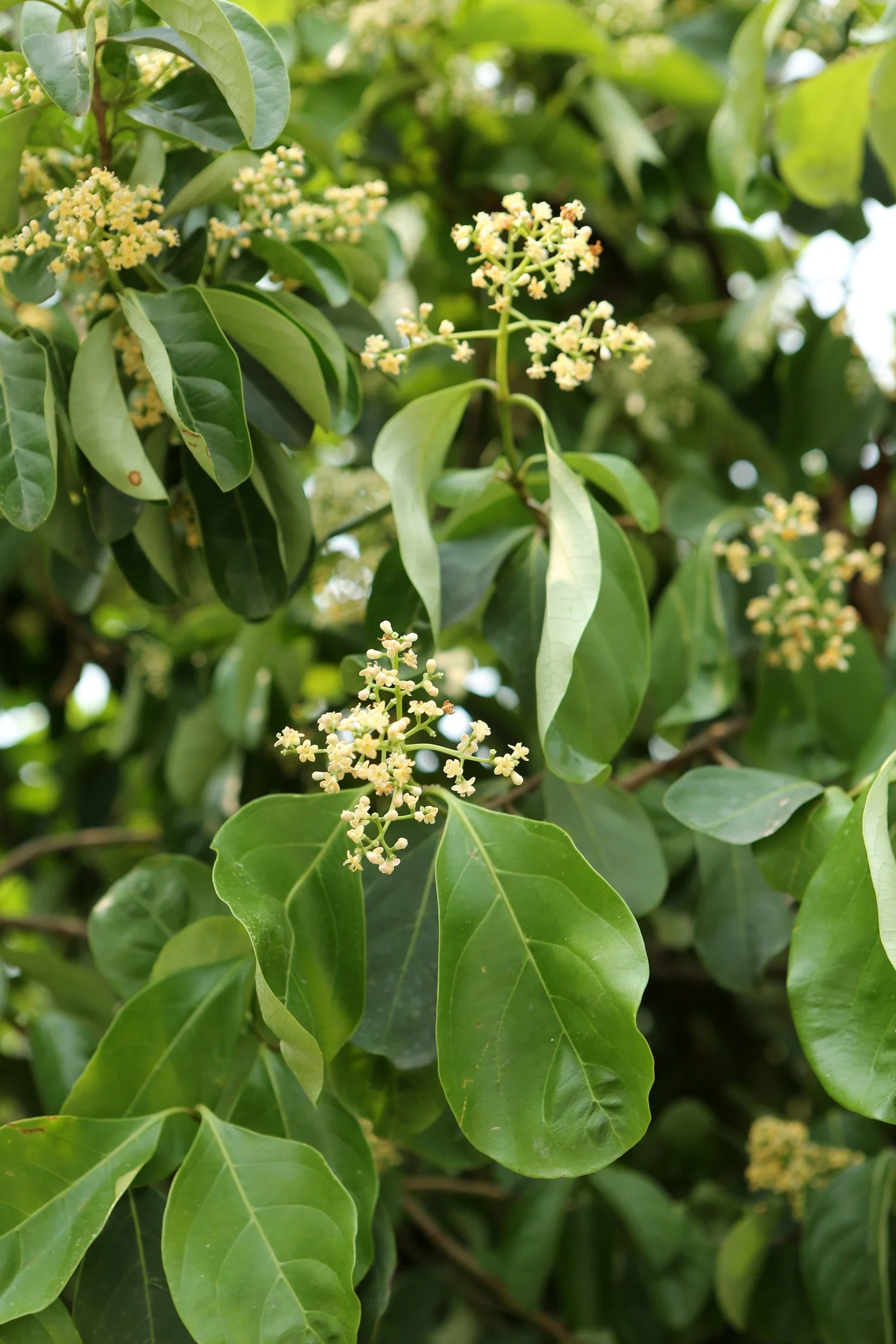 Viburnum odoratissimum
