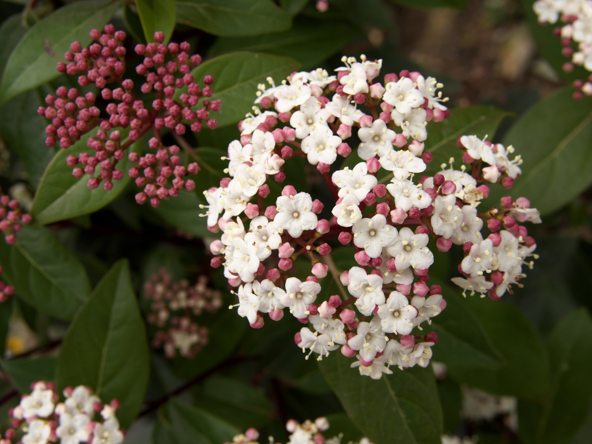 Viburnum tinus