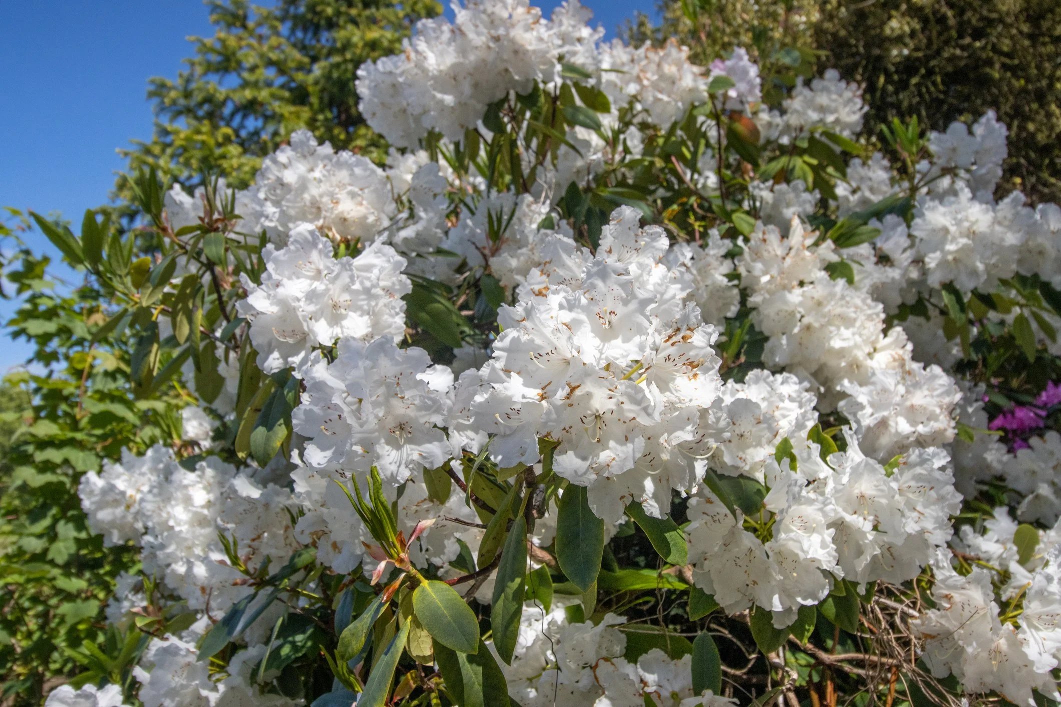 Azalea ‘Treasure’