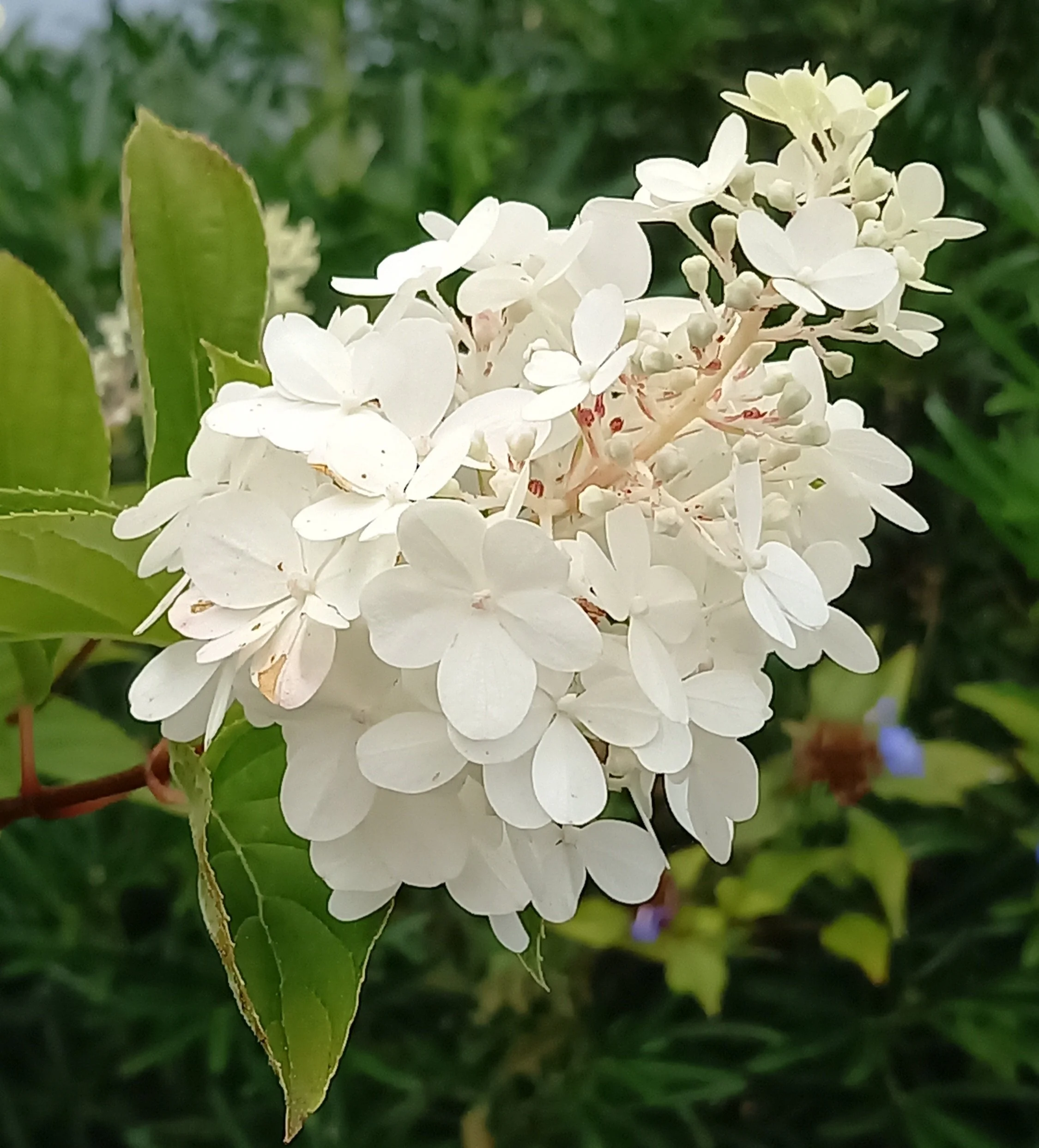 Hydrangea paniculata 'Bombshell'