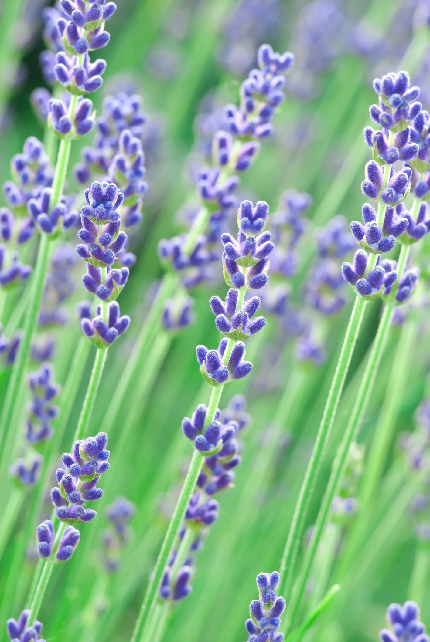 Lavandula angustifolia 'Munstead'