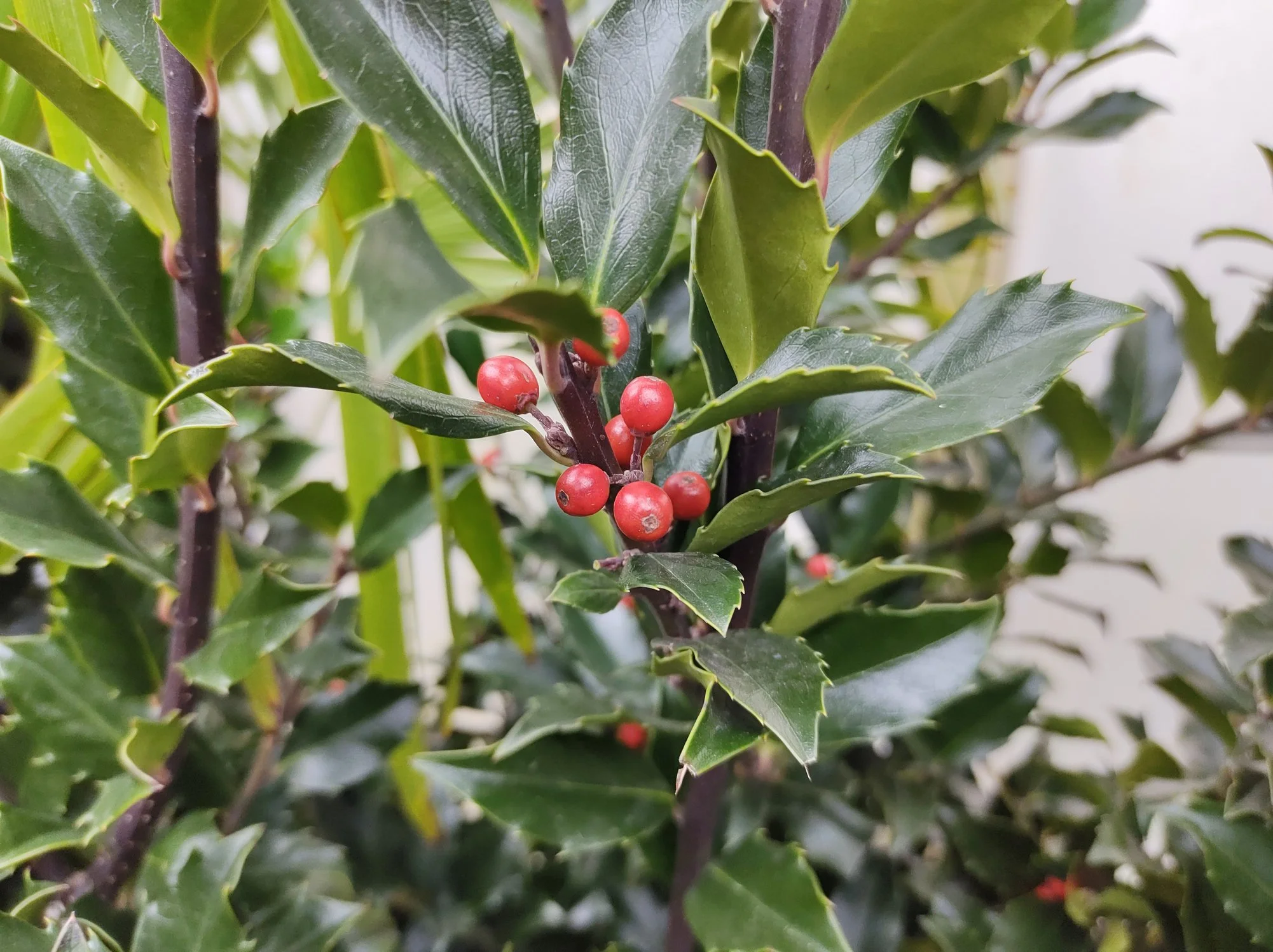 Ilex × meserveae Blue Maid