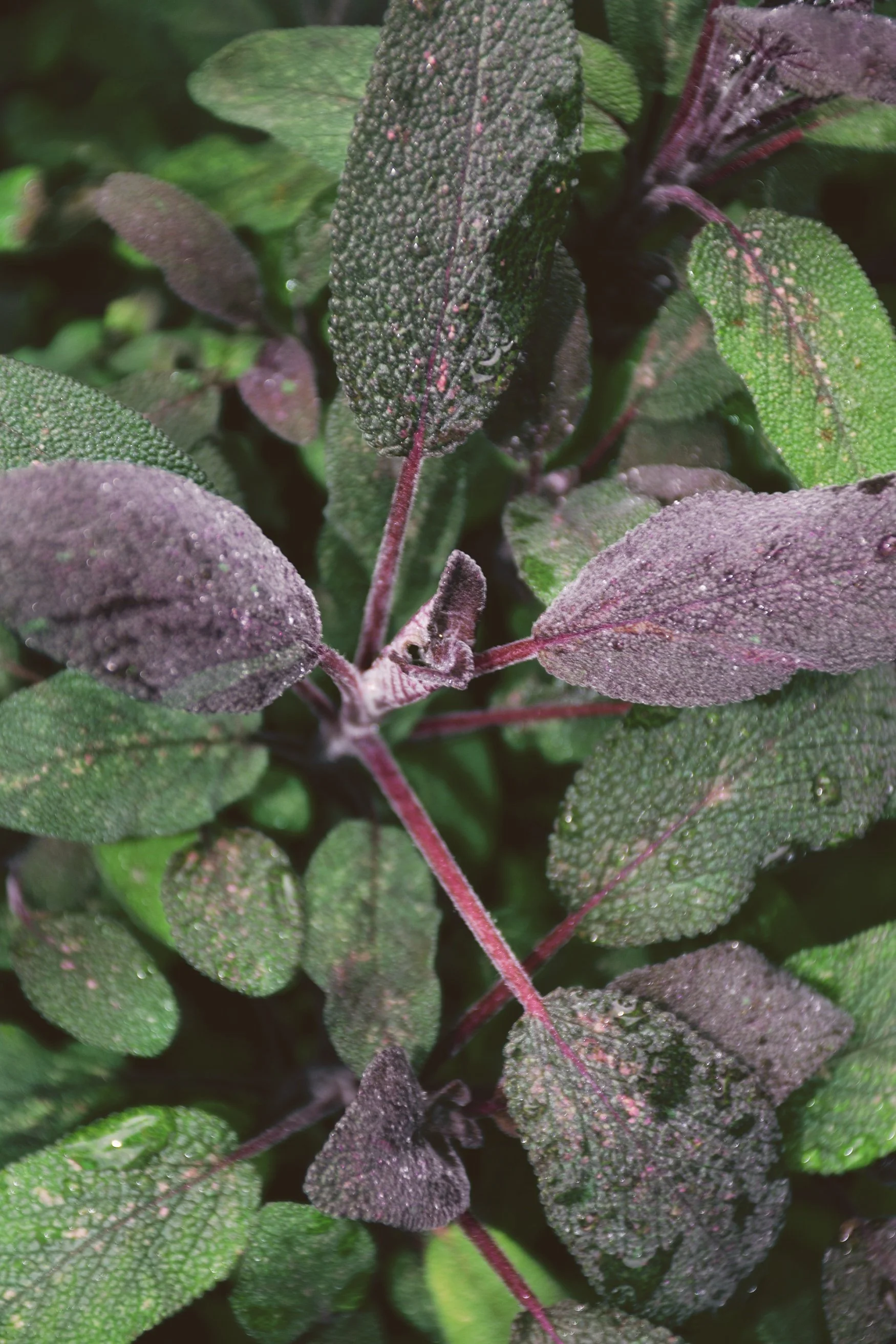 Salvia officinalis 'Purpurascens'