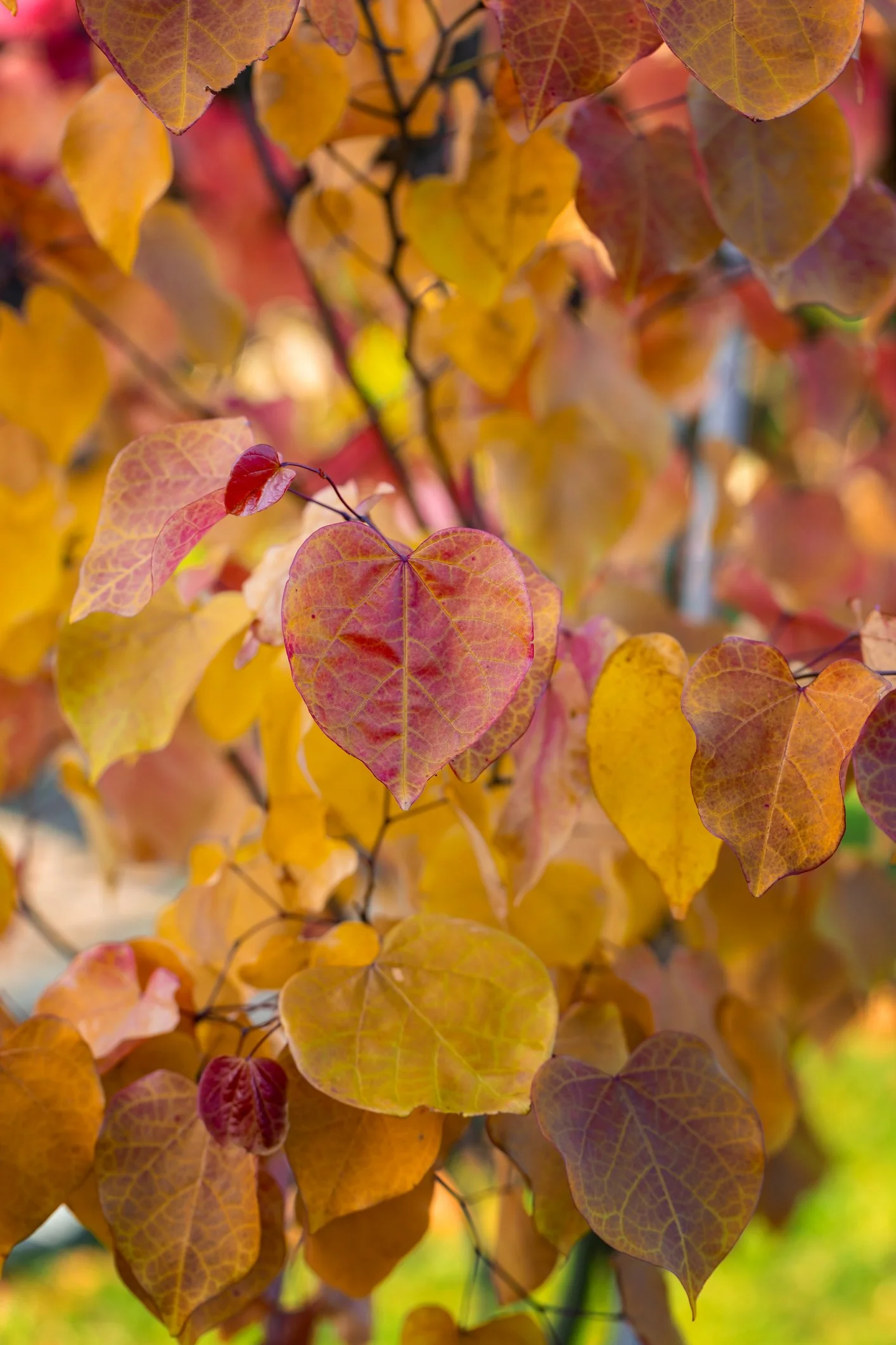 Cercis × canadensis 'Eternal Flame'
