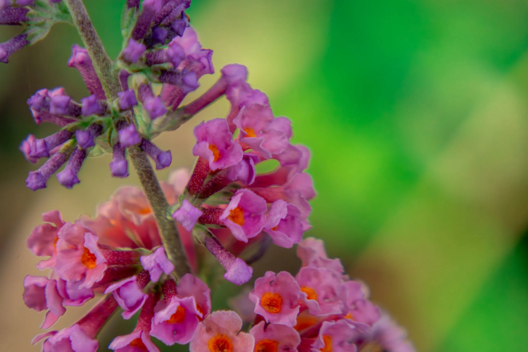 Buddleja × weyeriana 'Bicolor'