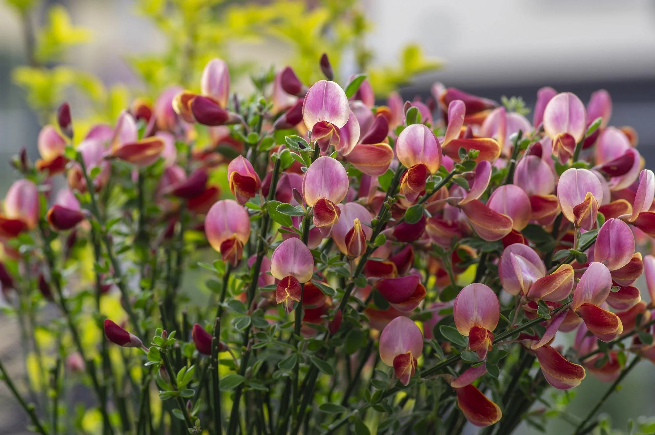 Cytisus × boskoopii 'Hollandia'