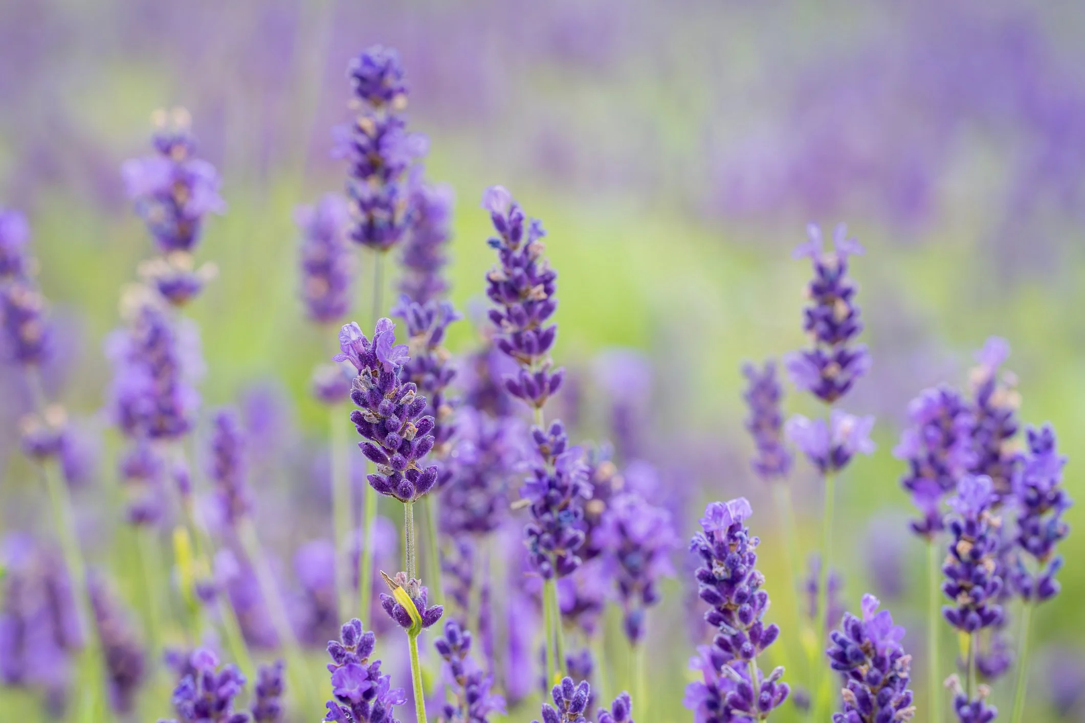 Lavandula angustifolia 'Hidcote'