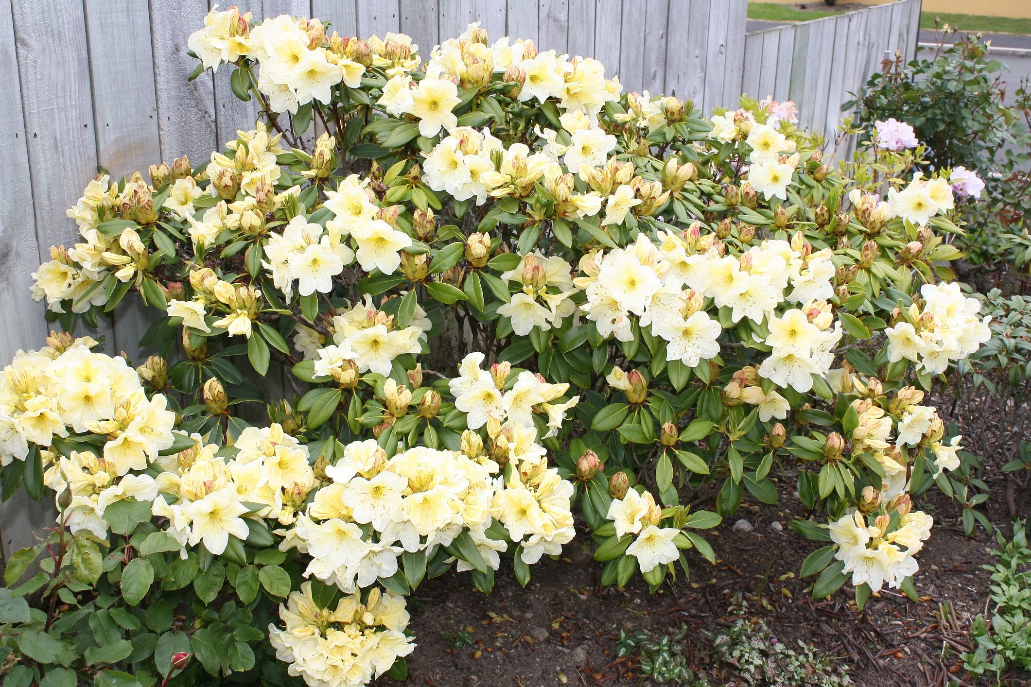 Rhododendron 'Lemon Dream’