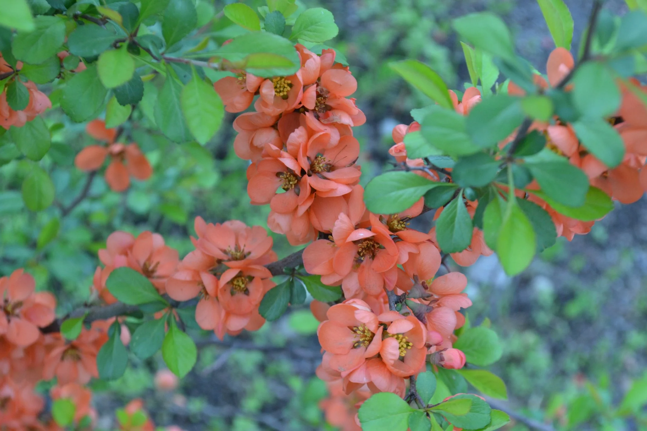 Chaenomeles × superba 'Orange Trail’