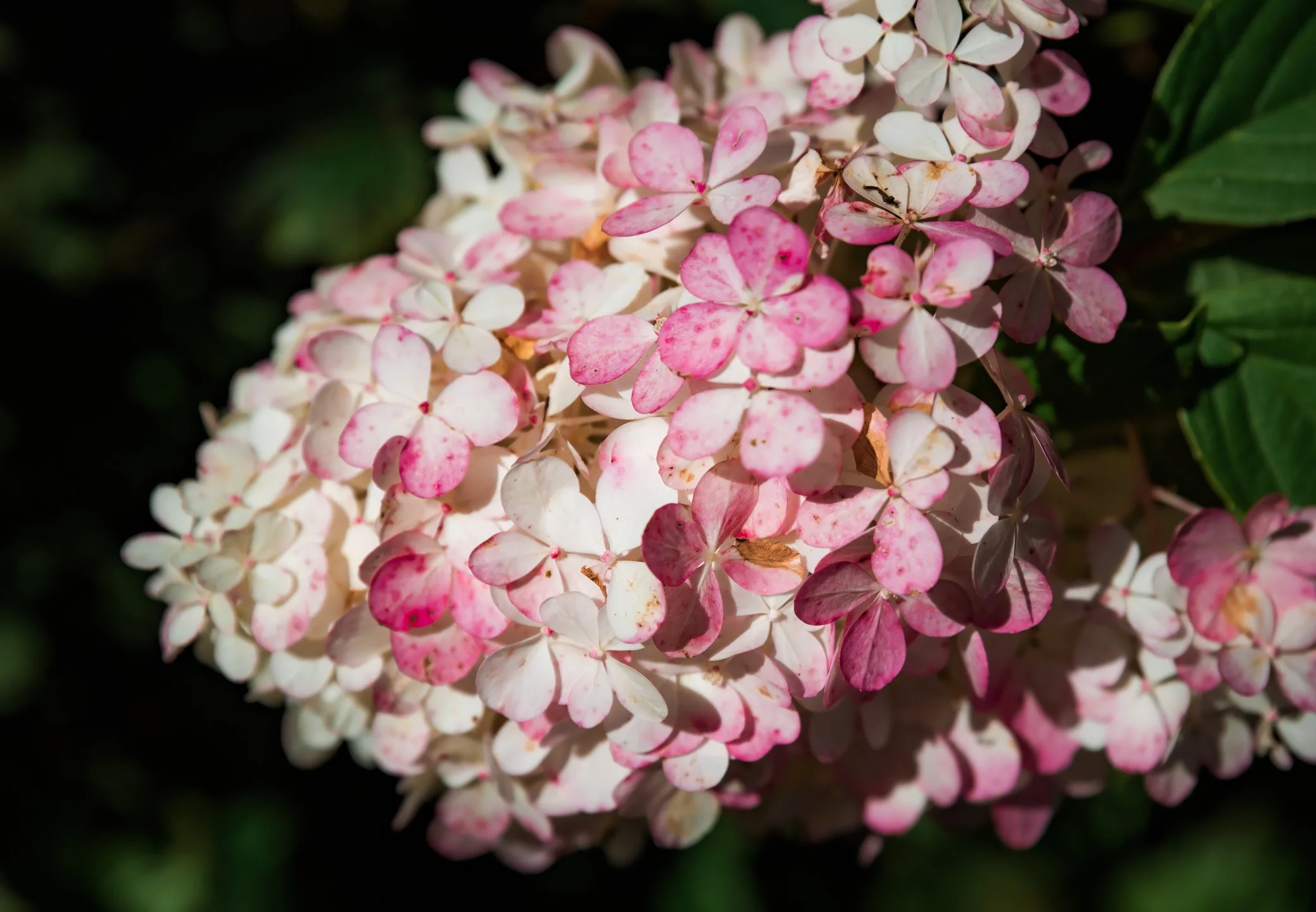 Hydrangea paniculata ‘Sundae Fraise’