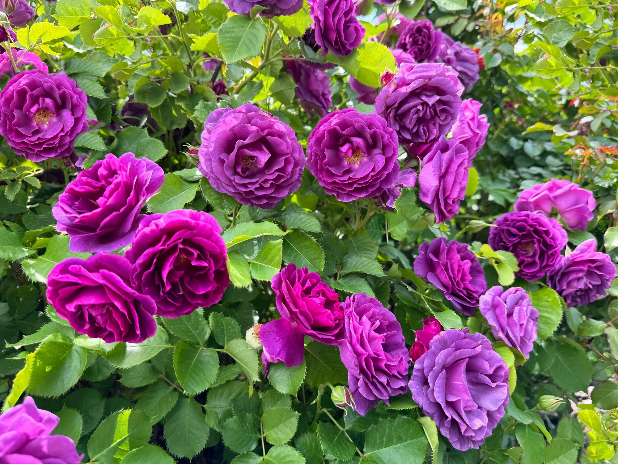 Rosa 'La Reine de Violettes’
