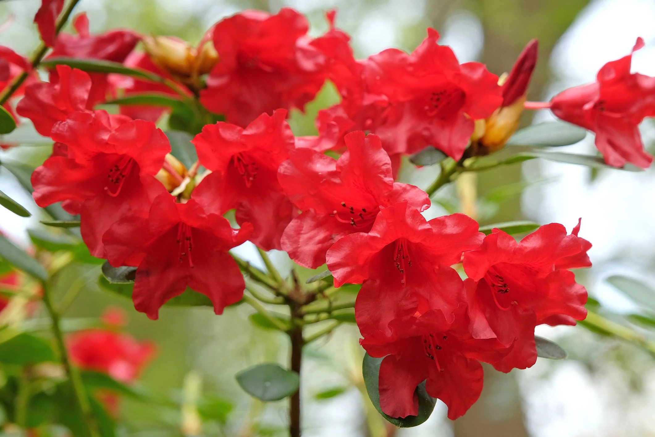 Rhododendron 'Dwarf Red’
