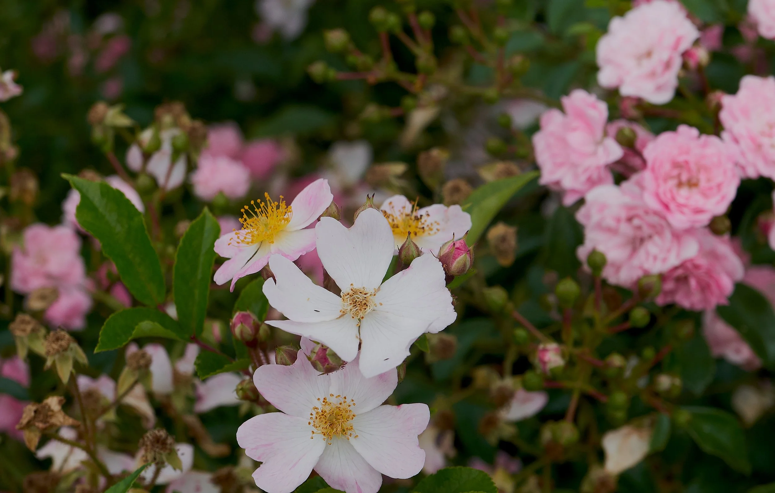 Rosa 'Flower Carpet Appleblossom'