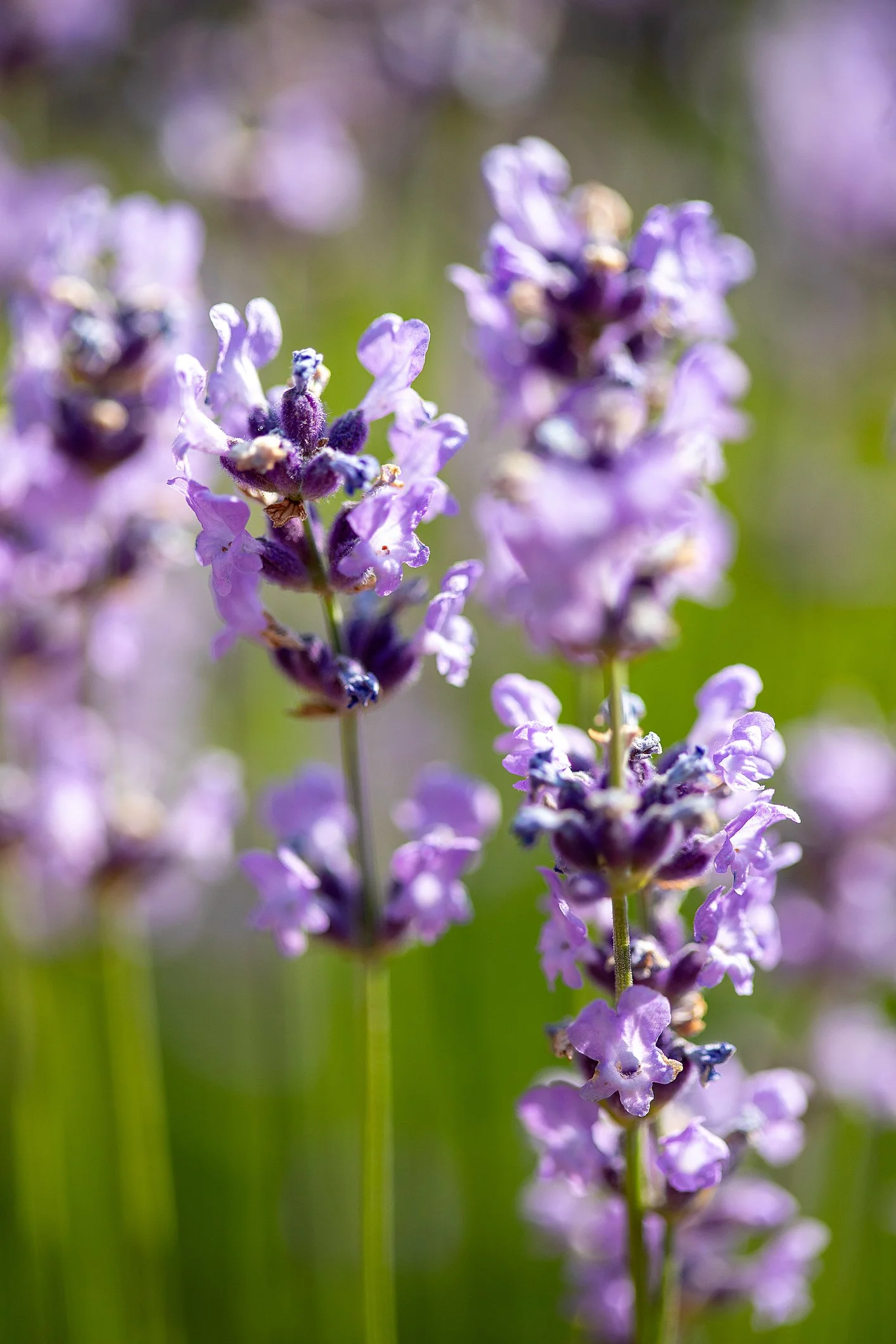 Lavandula angustifolia Melissa Lilac