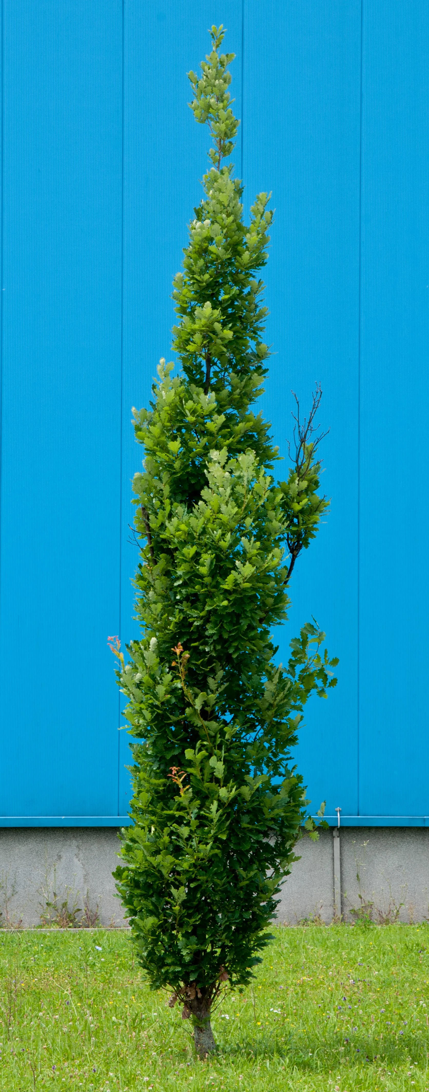 Ilex crenata (Fastigiata Group) 'Sky Pencil'