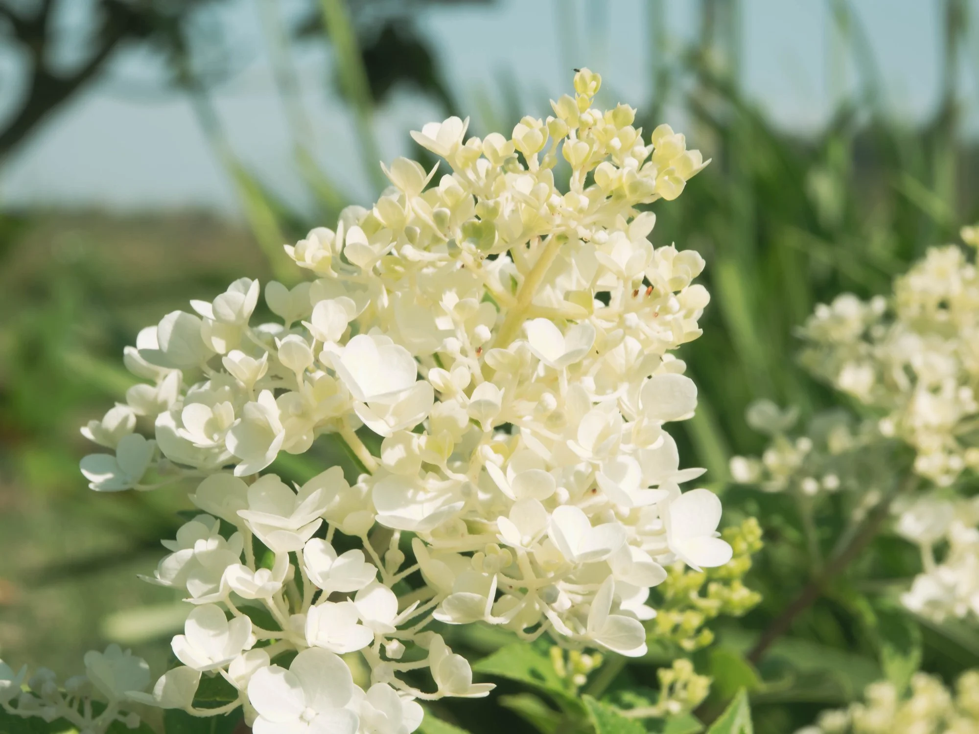 Hydrangea paniculata Bobo