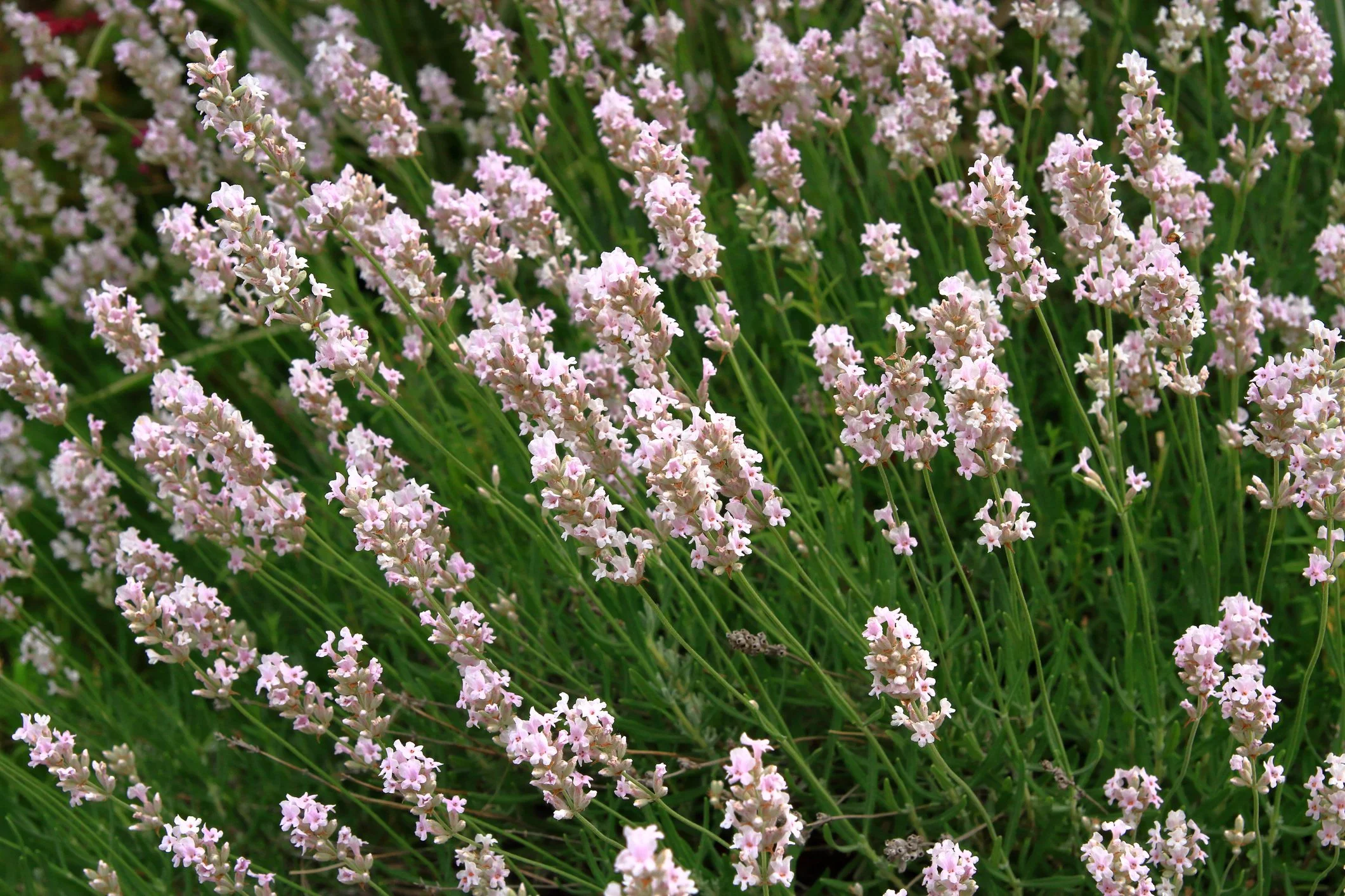 Lavandula angustifolia 'Hidcote Pink’