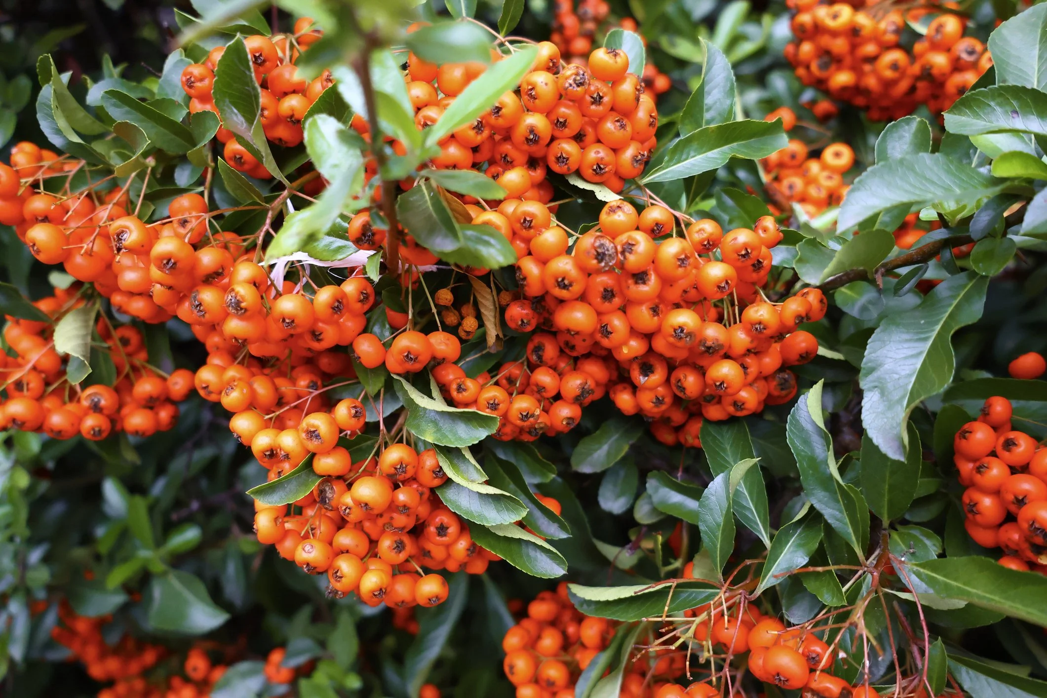 Pyracantha 'Orange Glow'