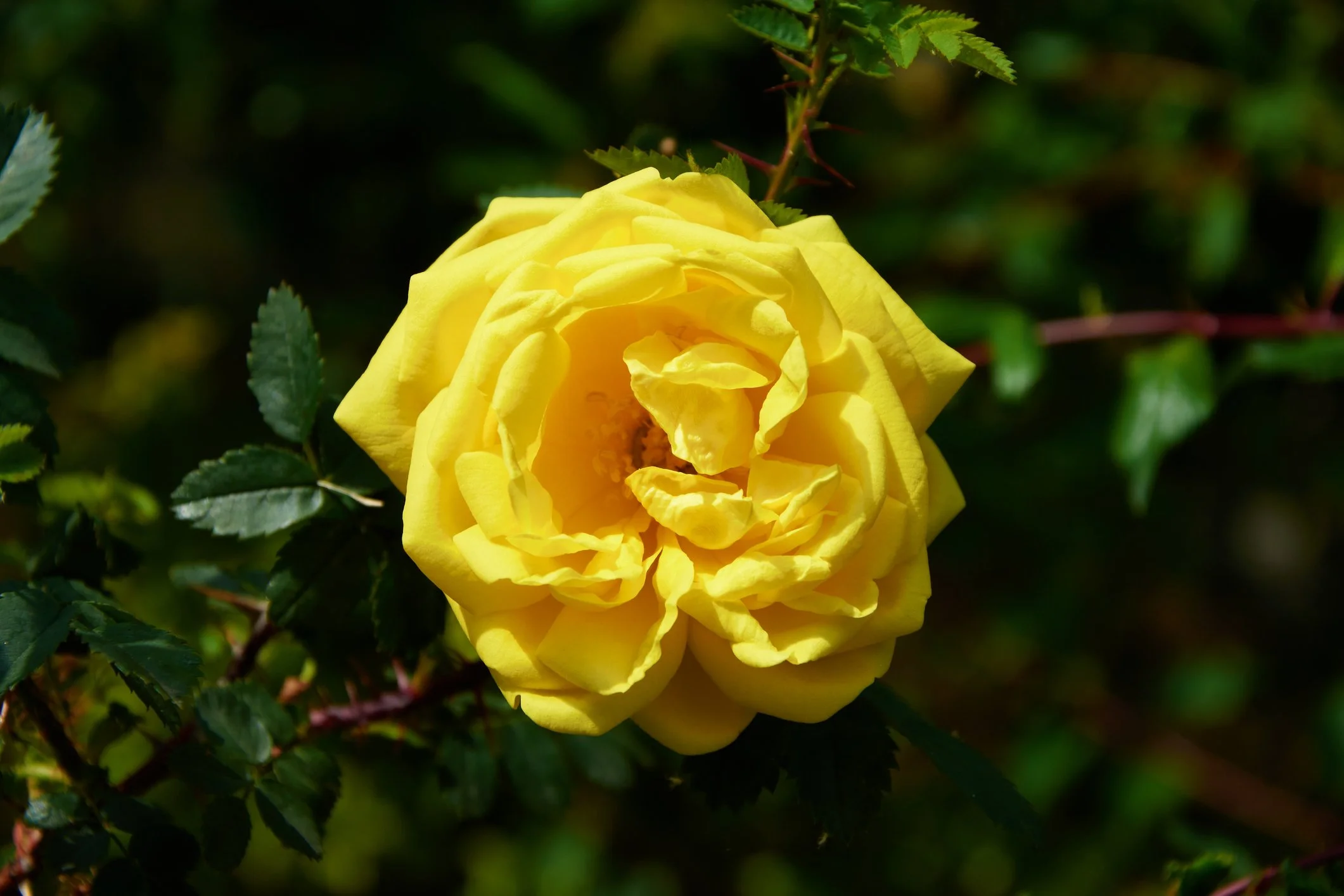 Rosa 'Gwent'