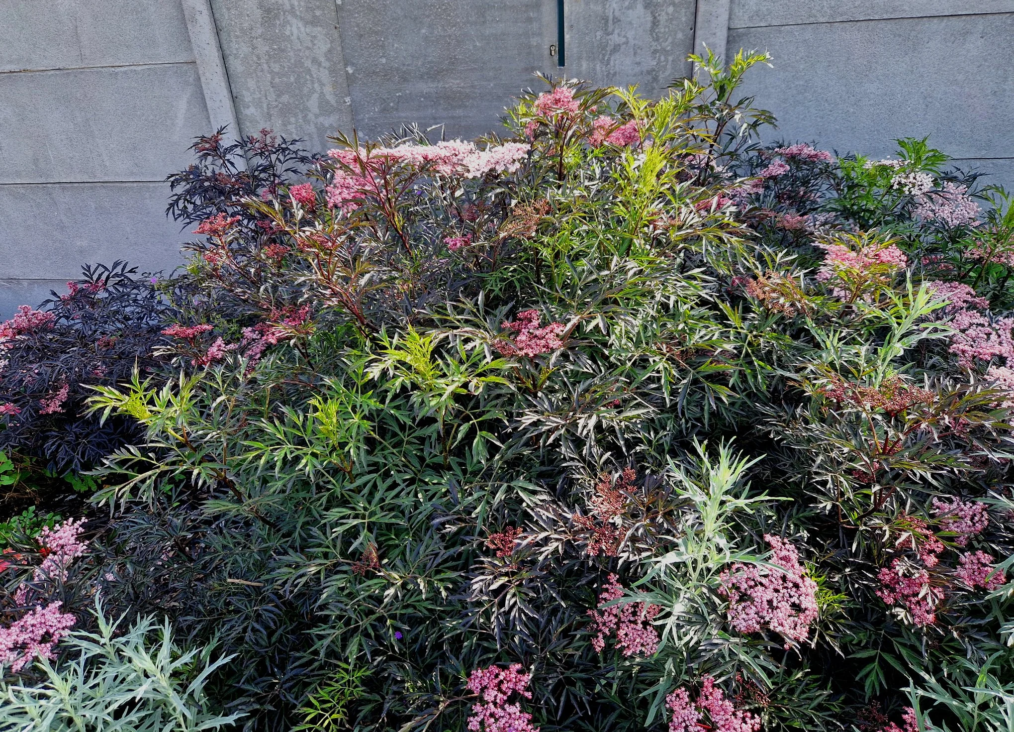 Sambucus × strumpfii 'Serenade'