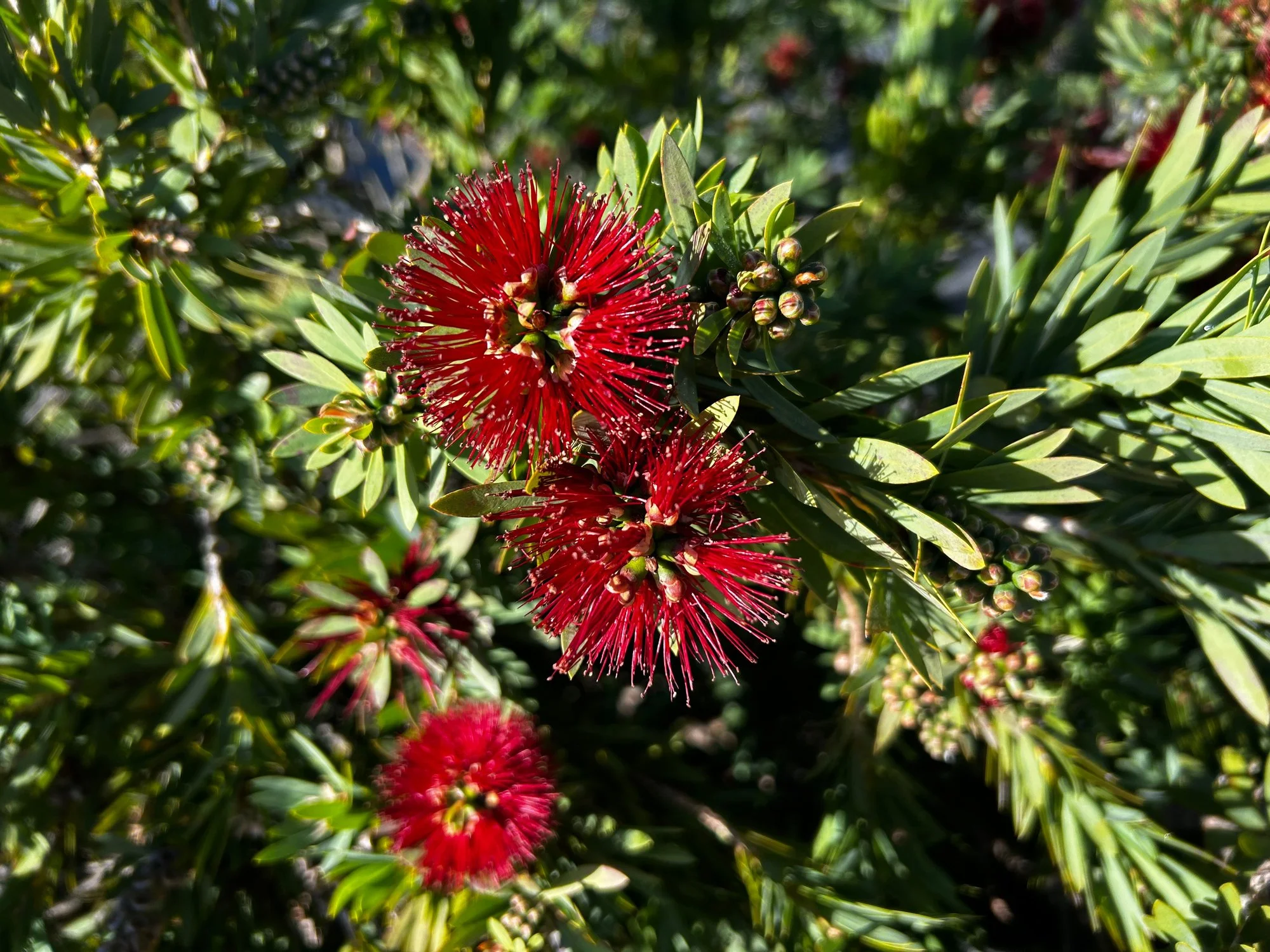 Callistemon citrinus 'Dark Red'