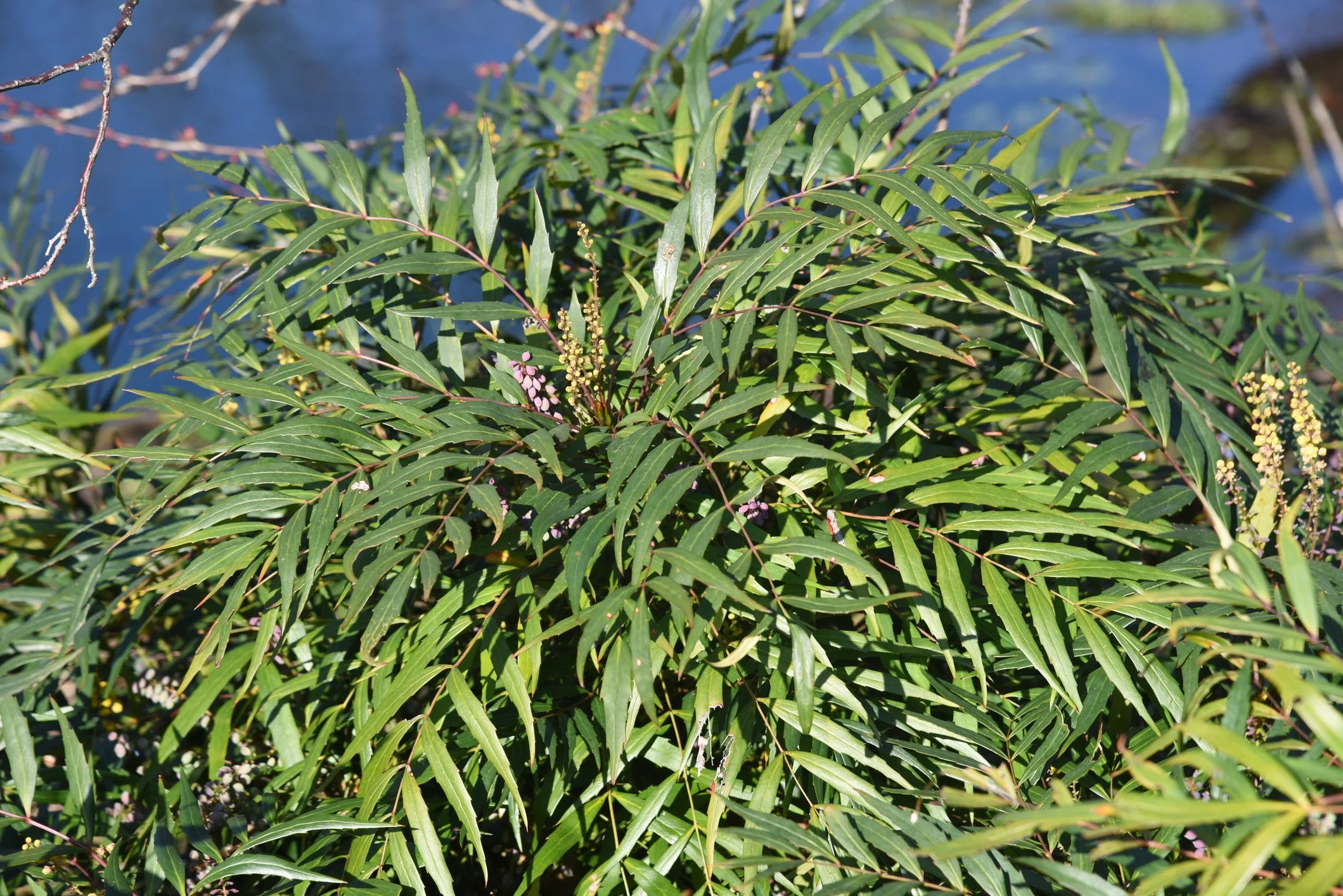 Mahonia eurybracteata subsp. ganpinensis 'Soft Caress'