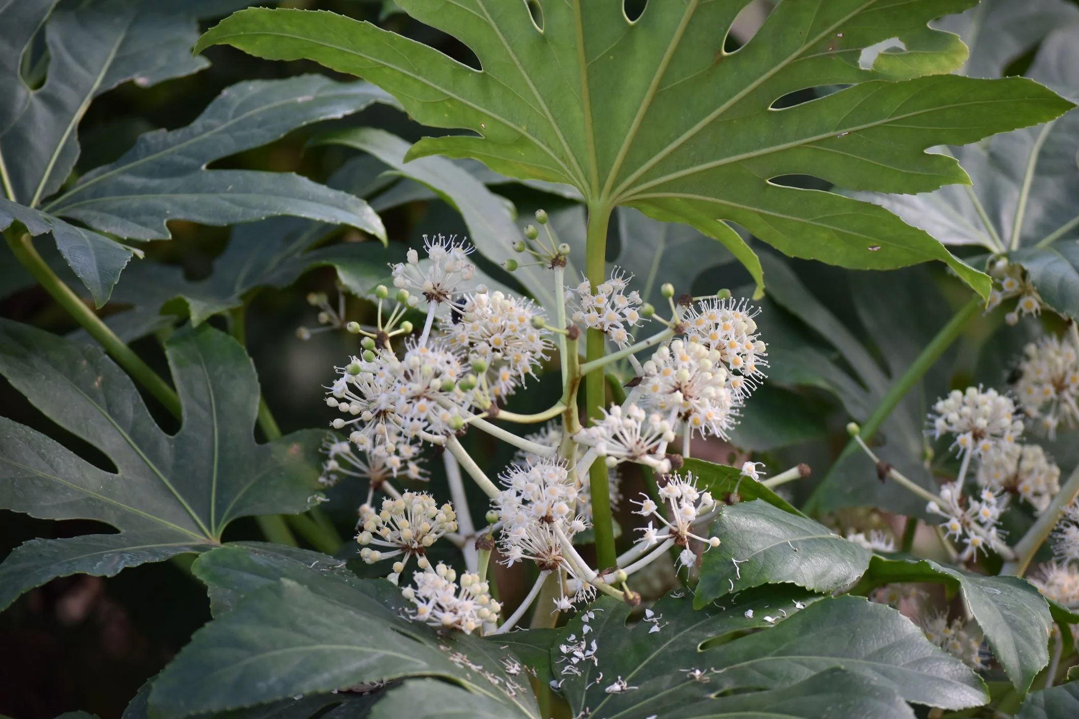 Fatsia polycarpa 'Green Fingers'