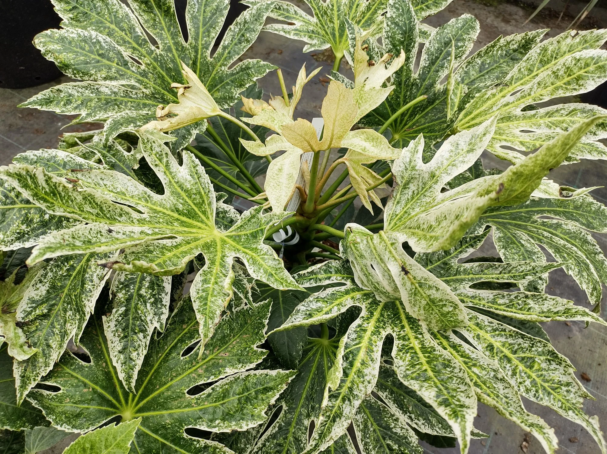 Fatsia japonica 'Spider's Web'
