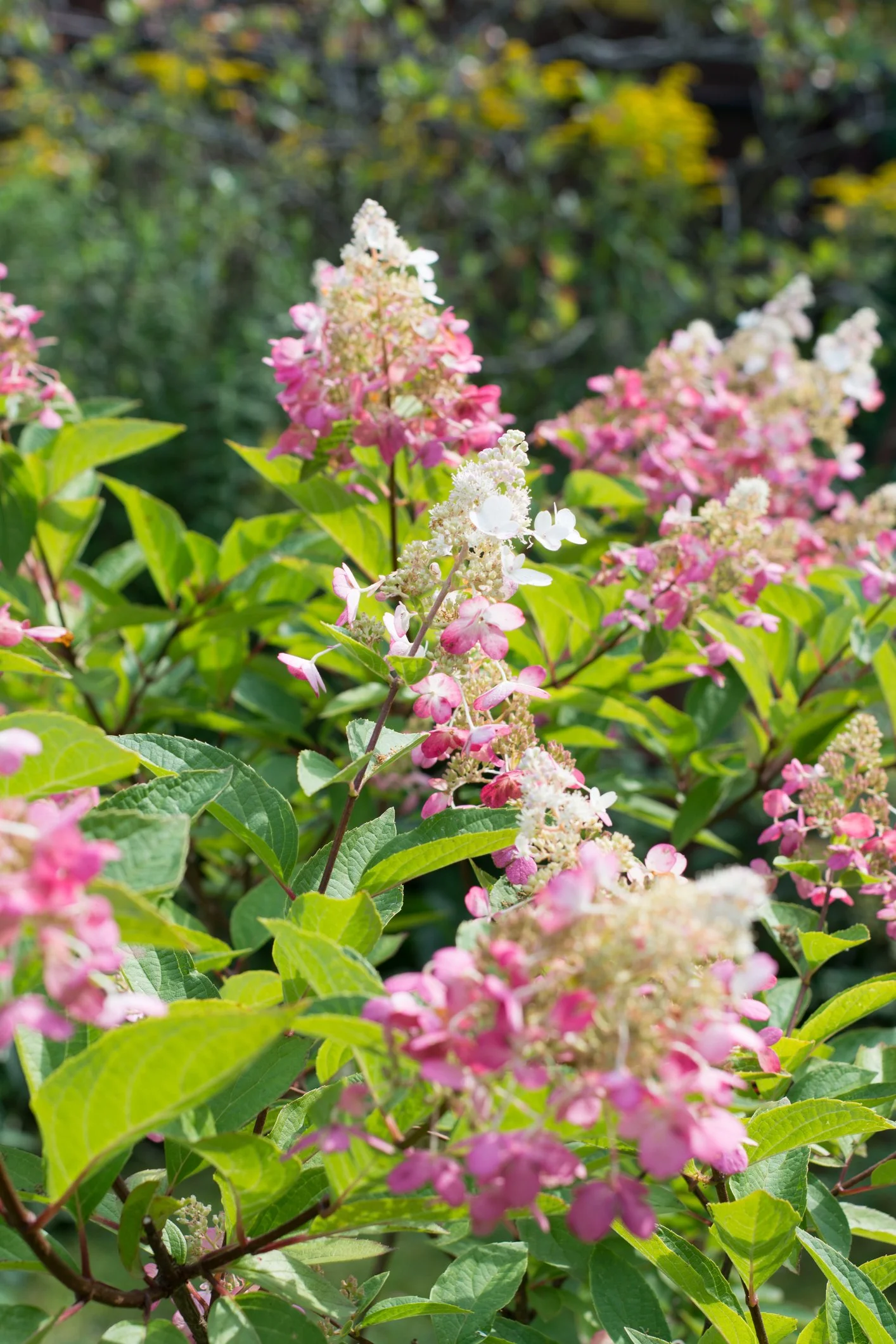 Hydrangea paniculata 'Pinky-Winky'