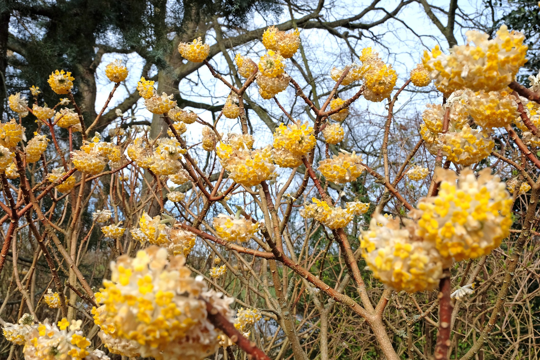 Edgeworthia chrysantha 'Grandiflora'
