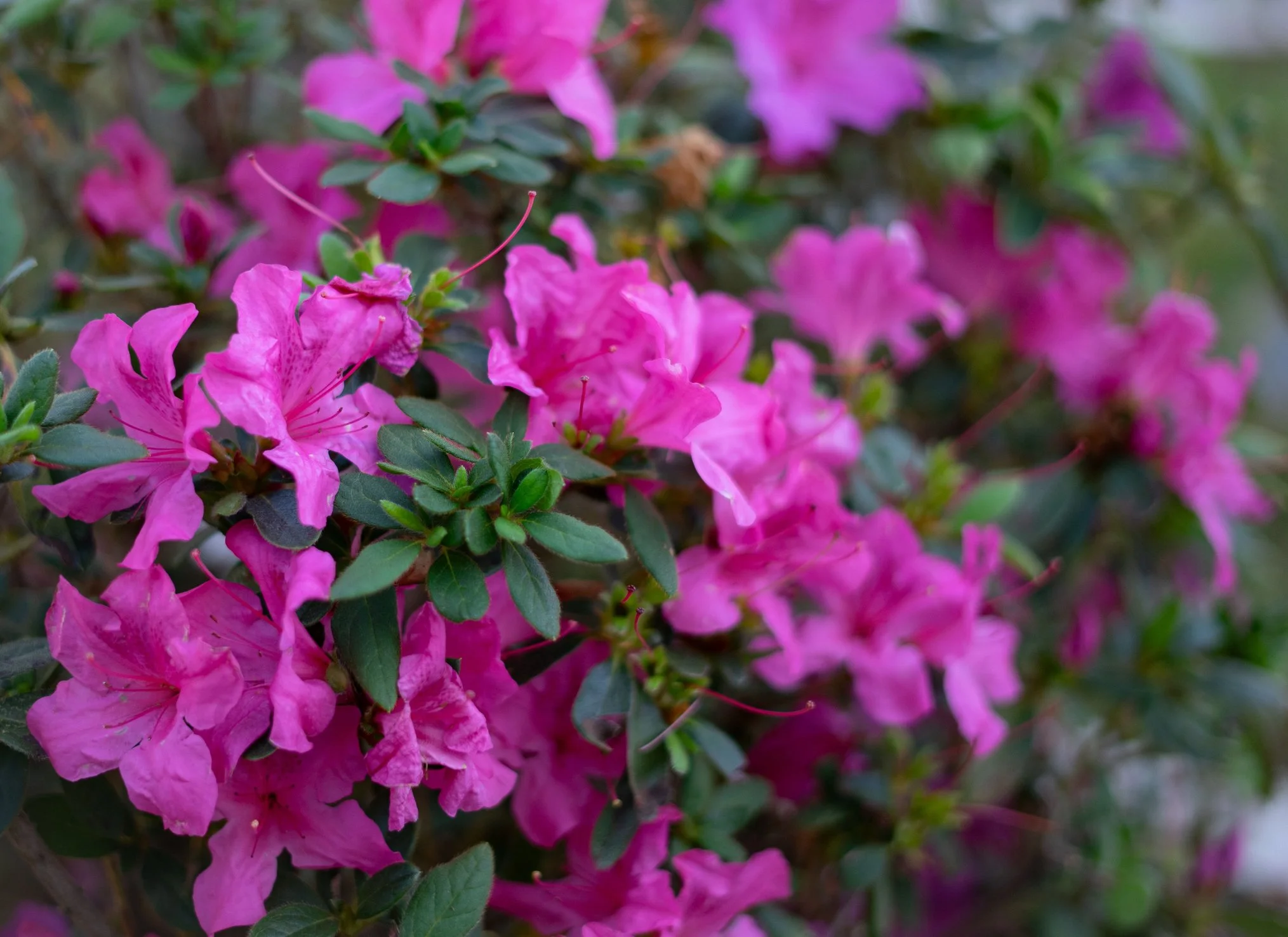 Azalea japonica 'Kermasina'