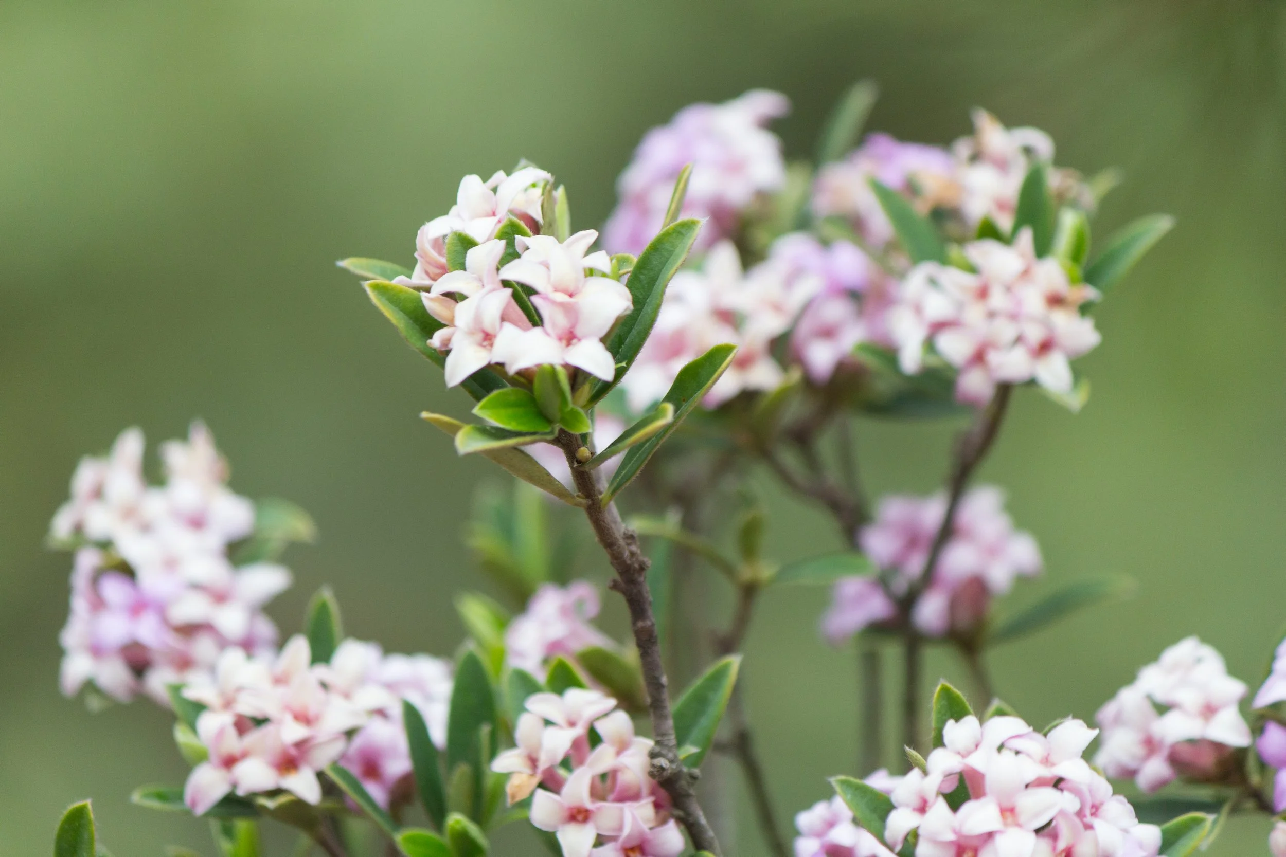 Daphne transatlantica 'Pink Fragrance'