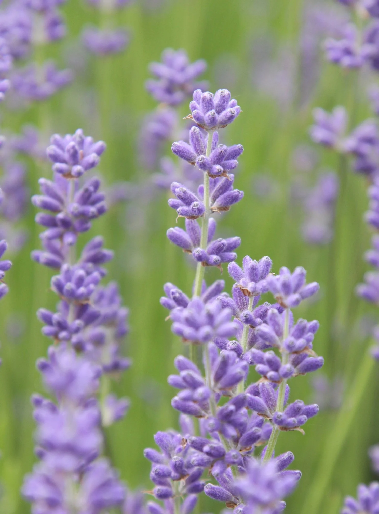 Lavandula angustifolia 'Little Lady'