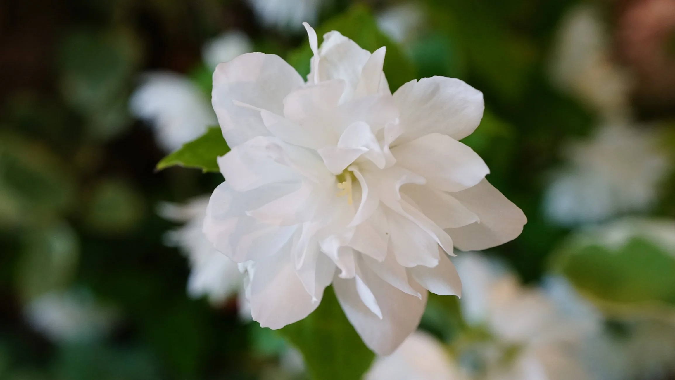 Philadelphus 'Pearls of Perfume'