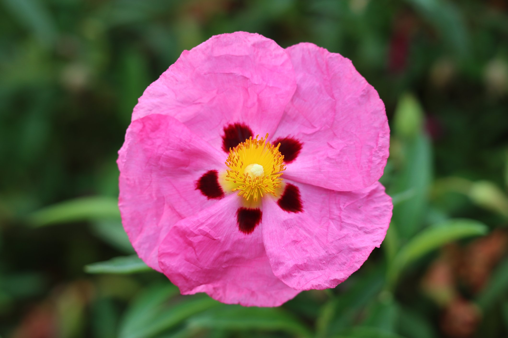 Cistus × purpureus 